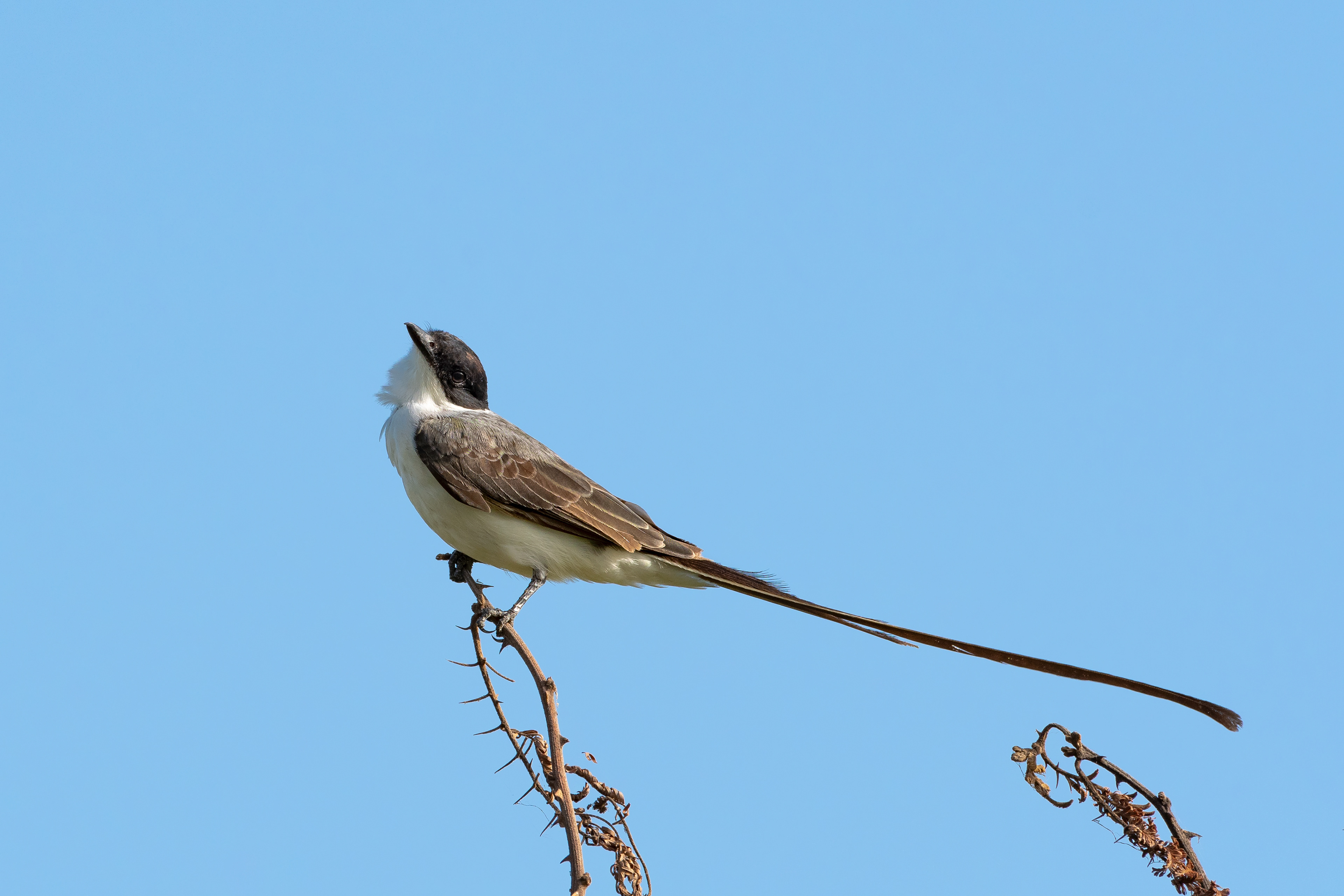 Fork-tailed Flycatcher