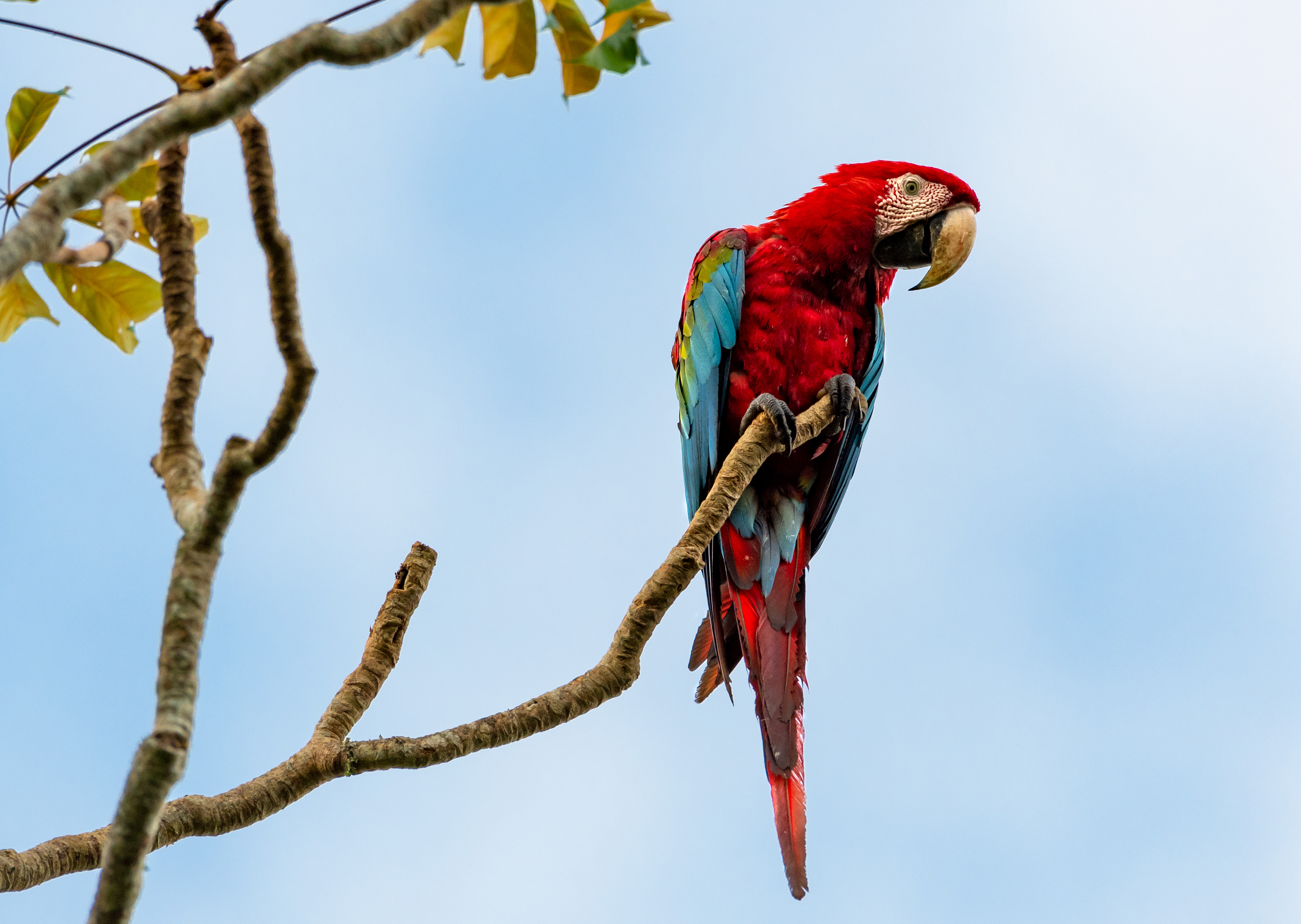 Red and Green Macaw