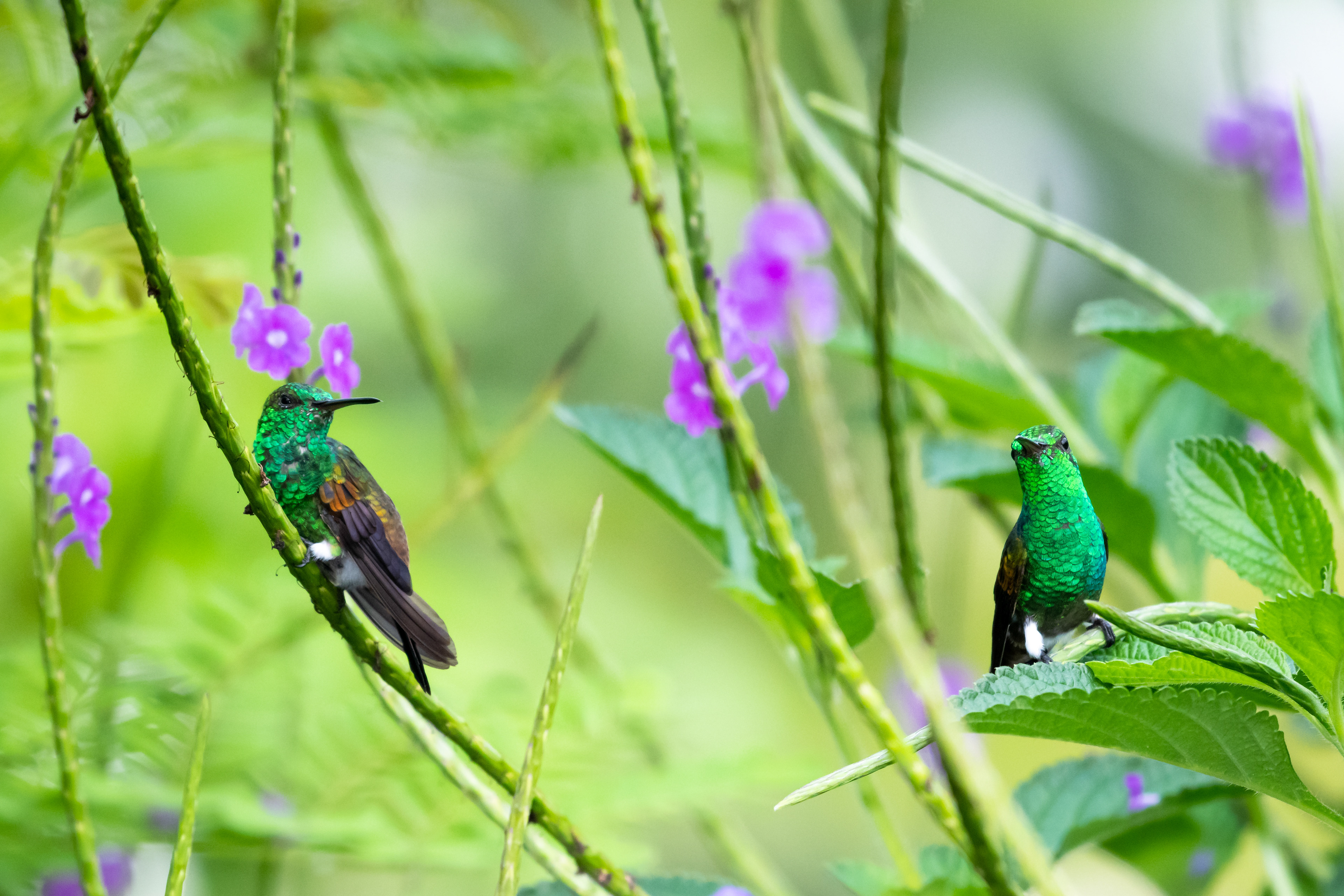 Copper-rumped