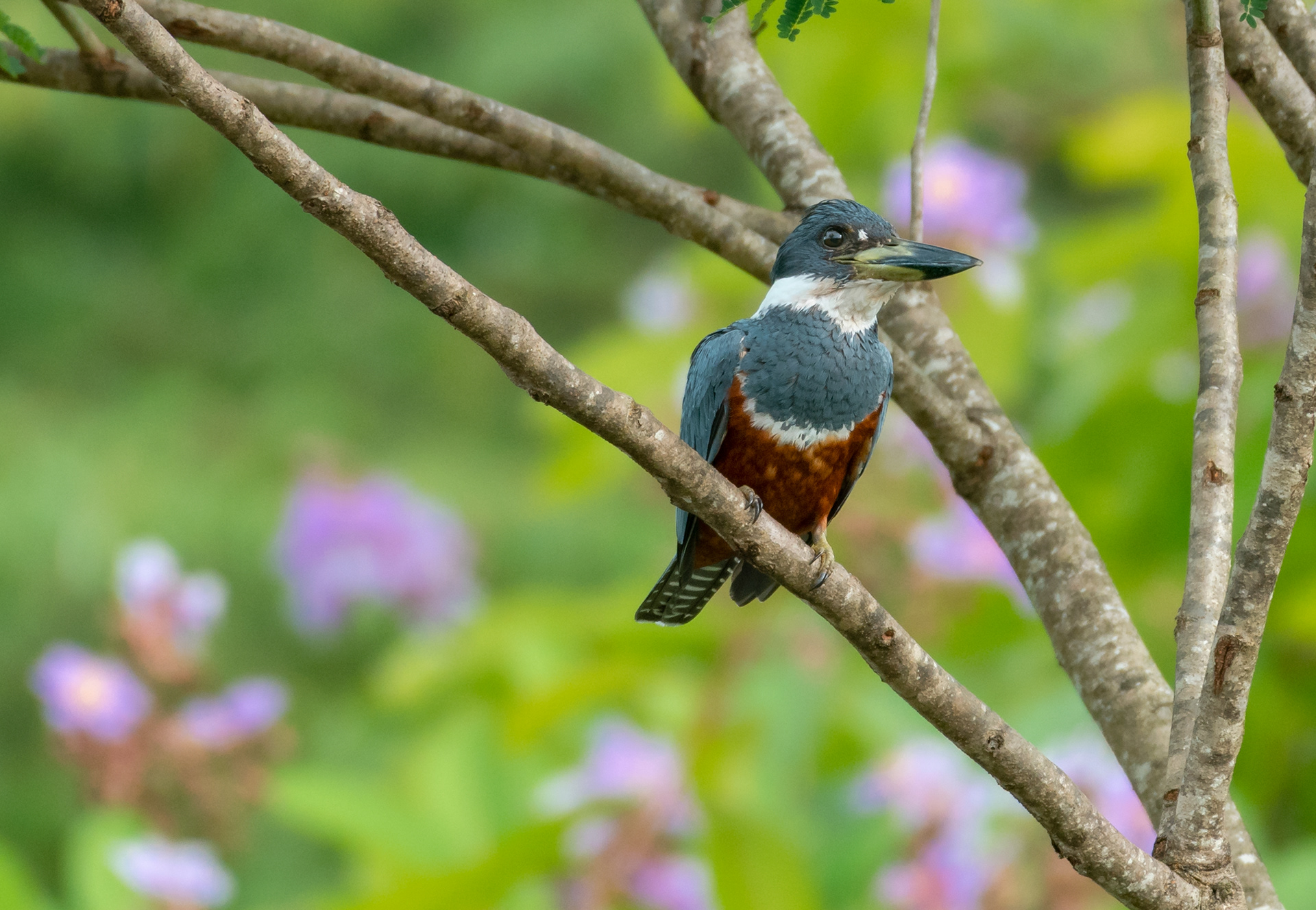 Ringed Kingfisher