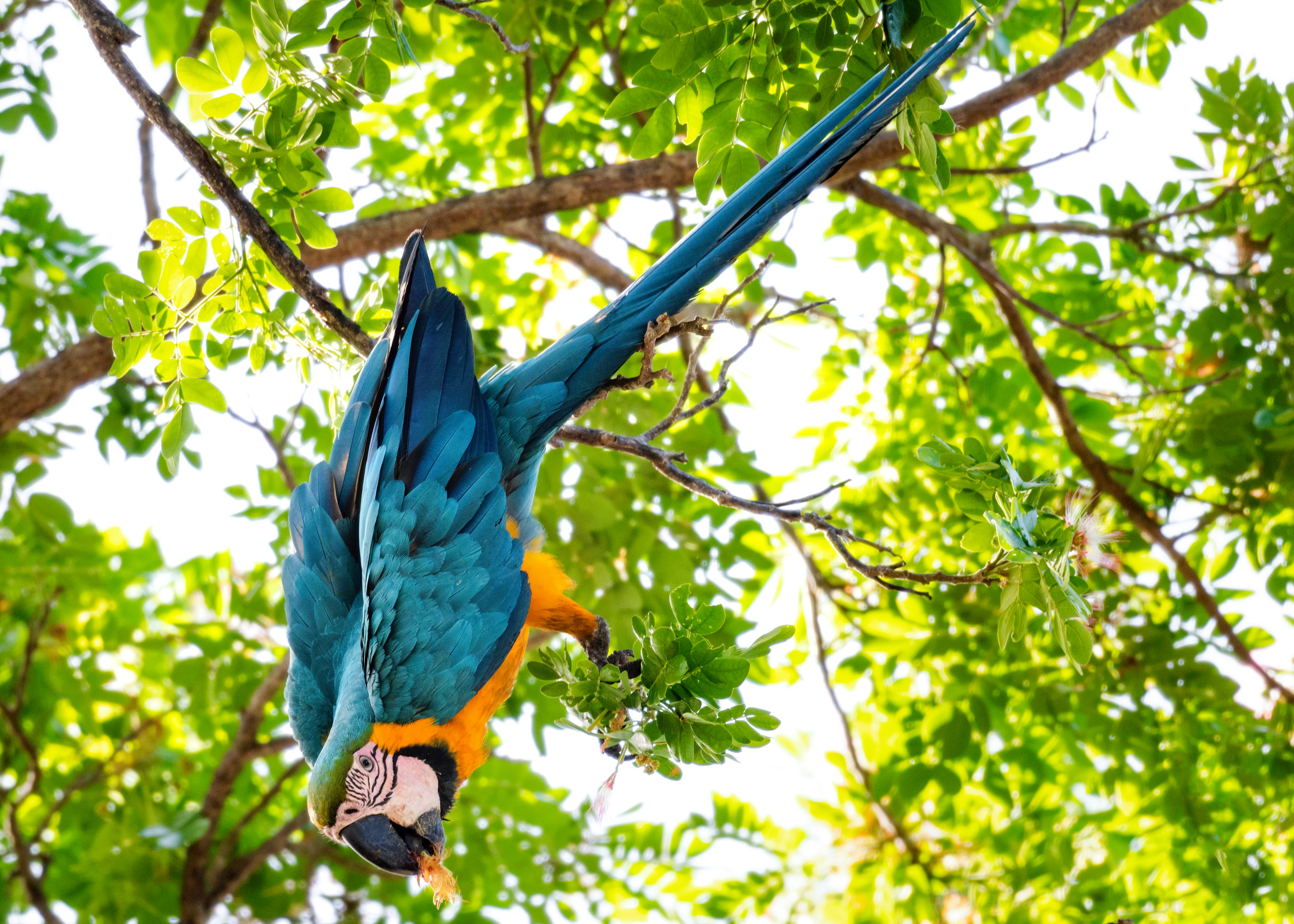 Blue and Yellow Macaw