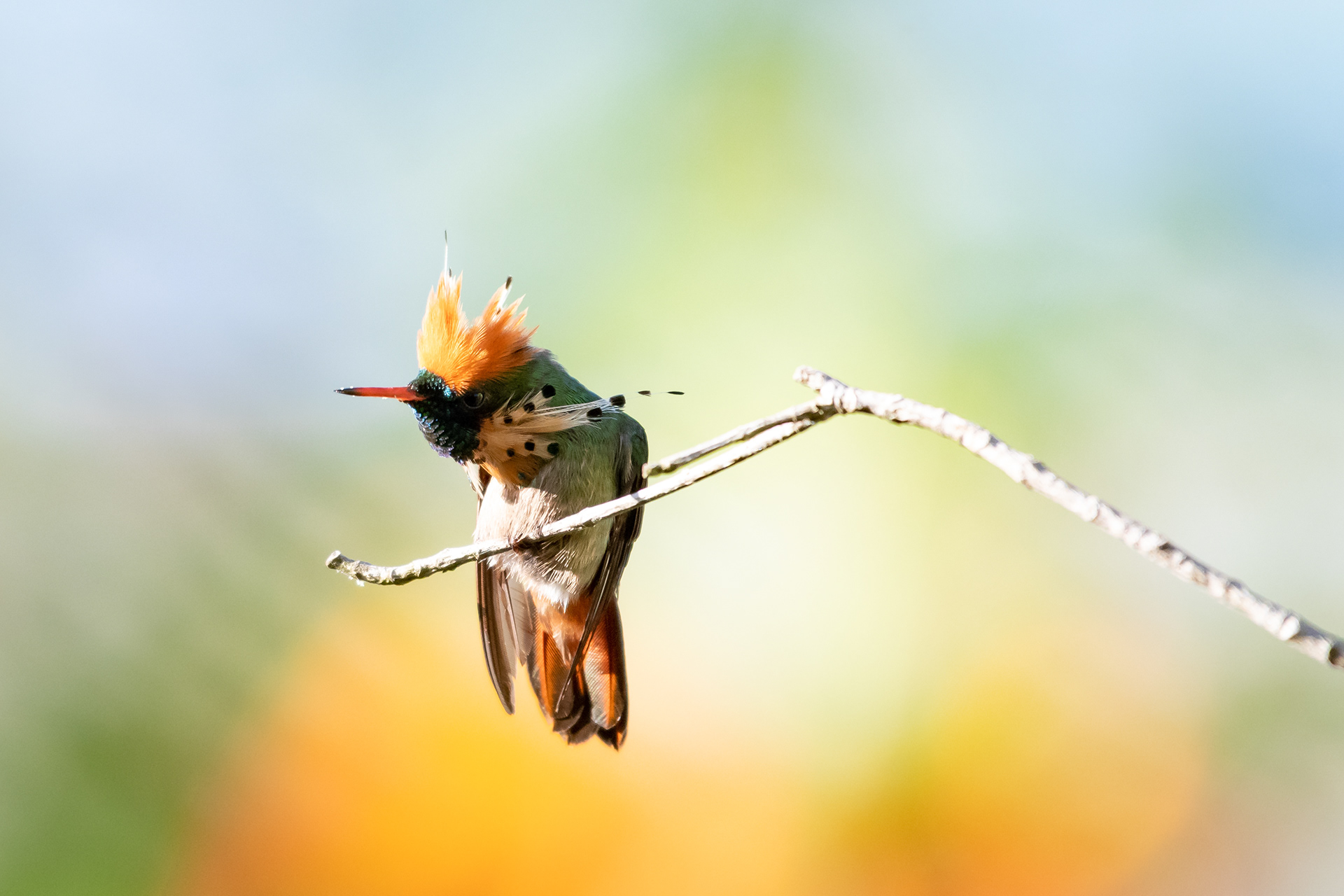 Tufted Coquette