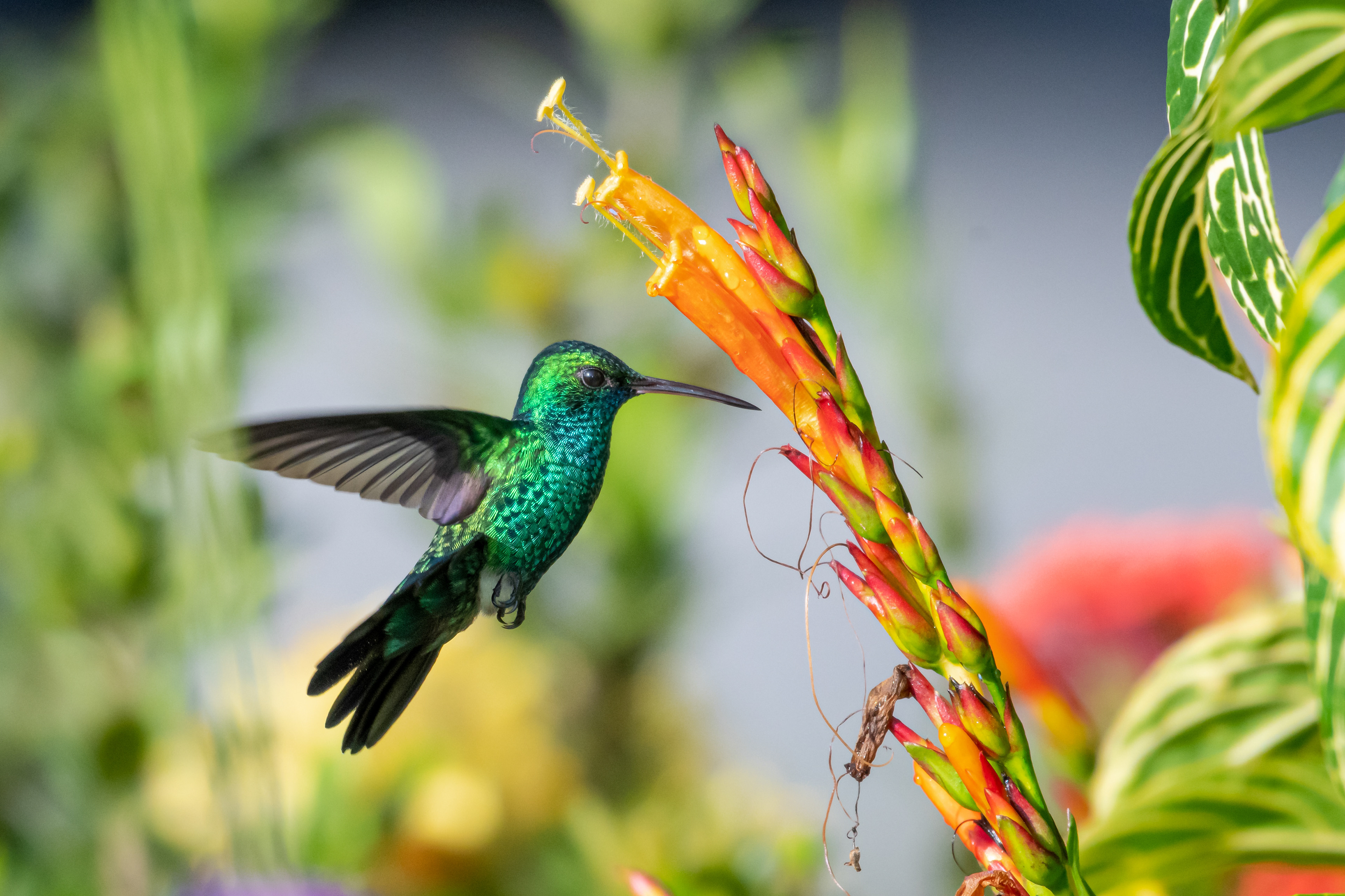 Blue-chinned Sapphire