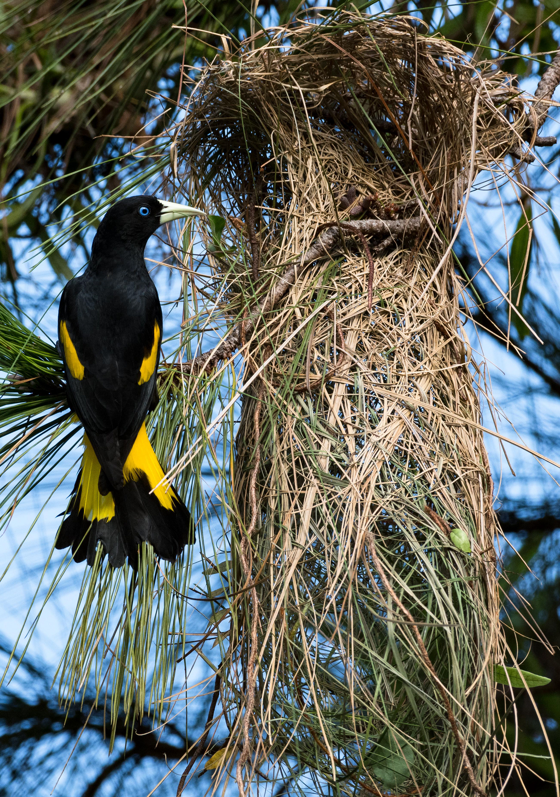 Yellow-rumped Cacique with her nest