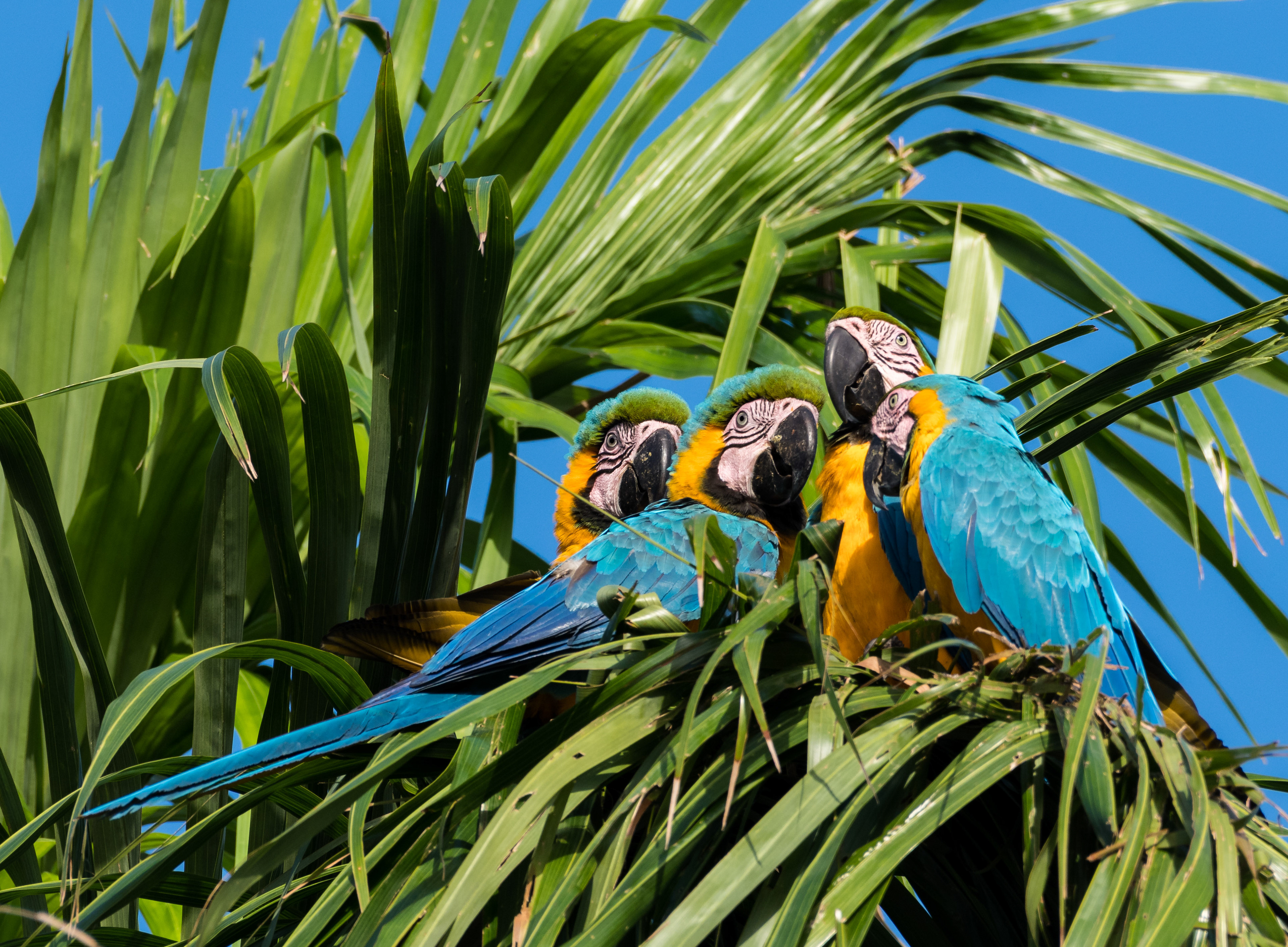 A family of Blue and Yellow Macaws