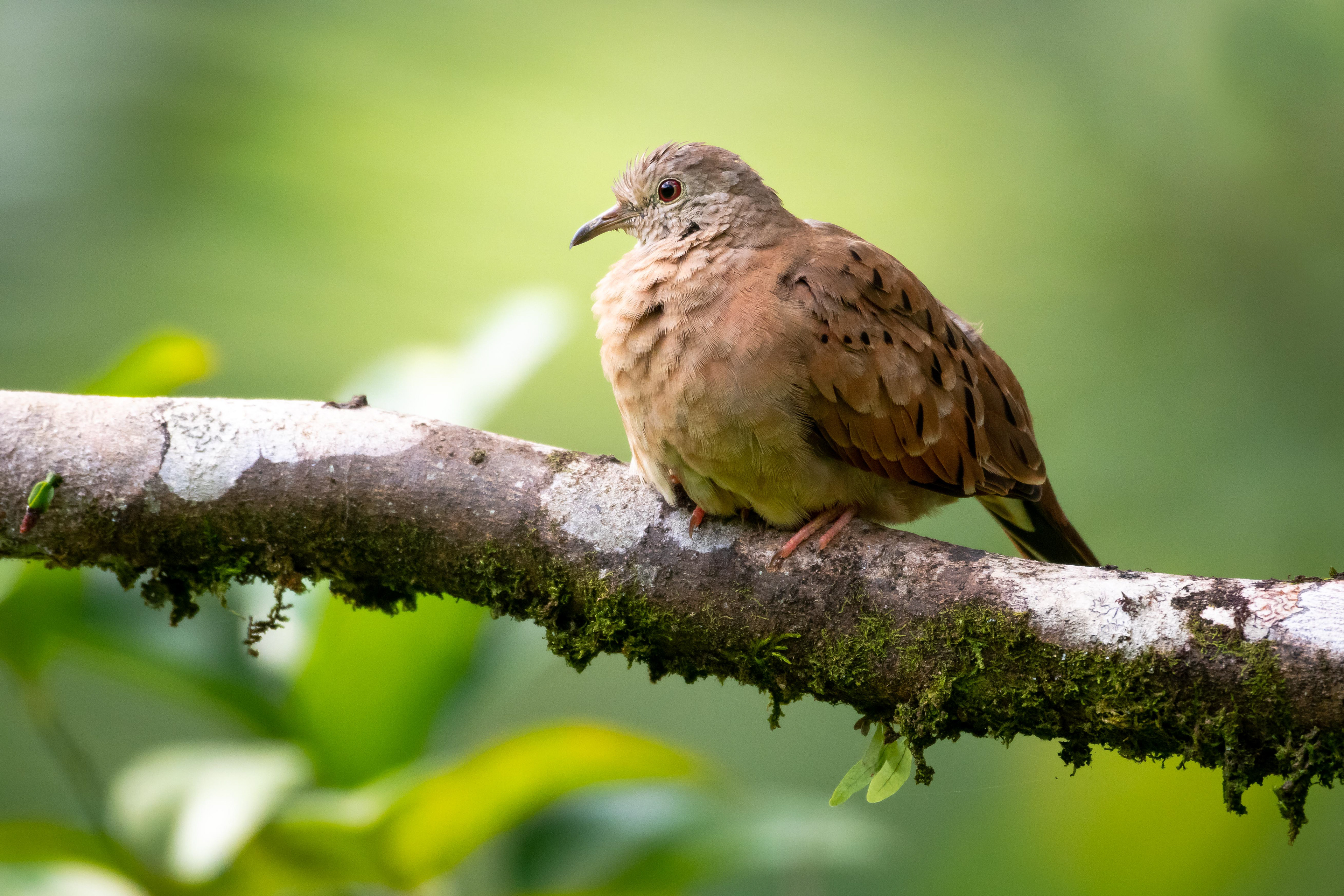 Ruddy Ground Dove