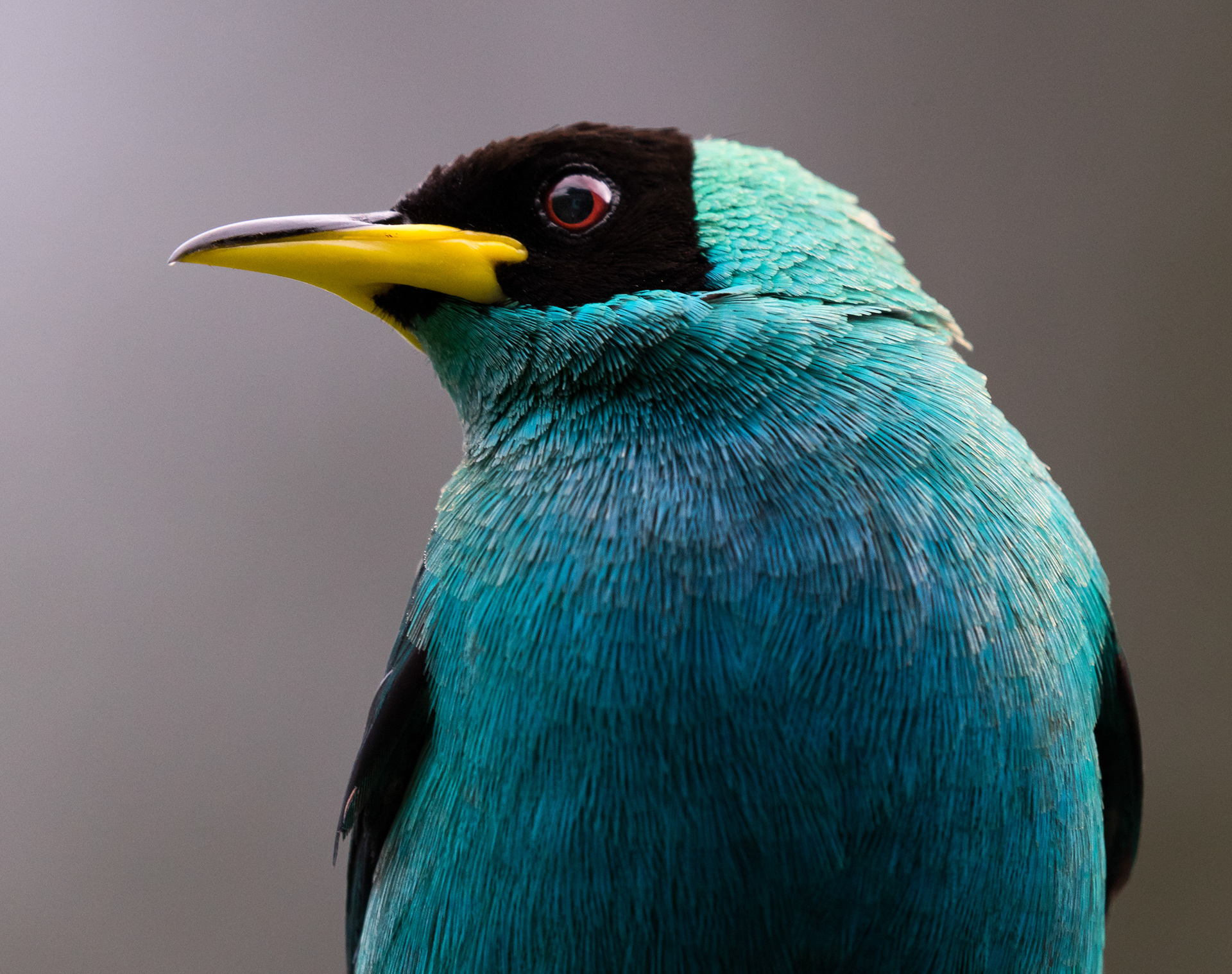 Green Honeycreeper