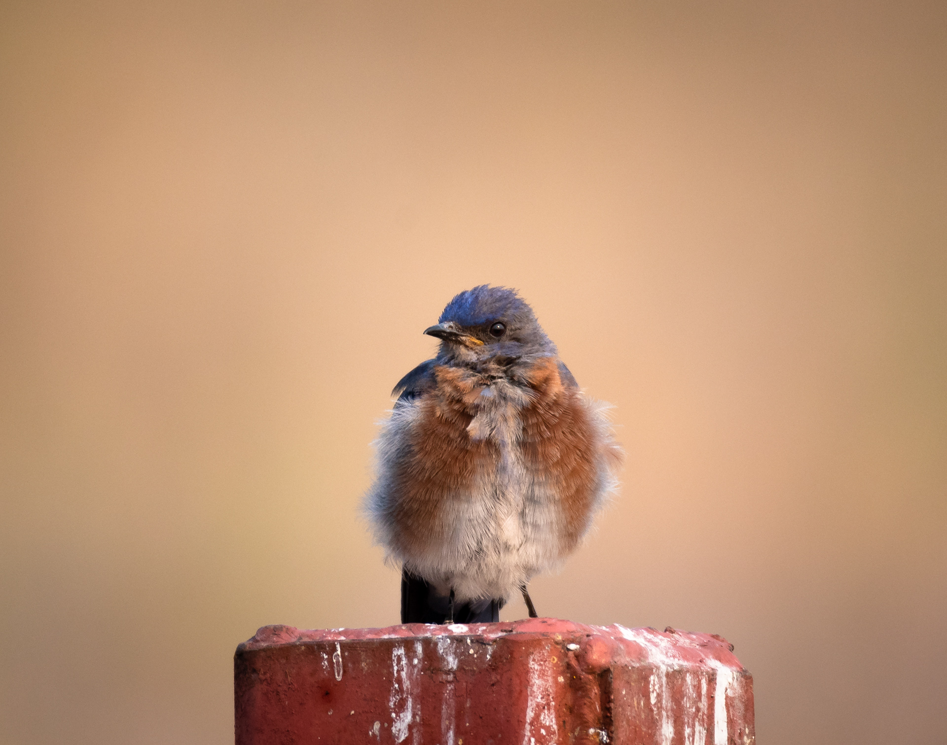 Western Bluebird