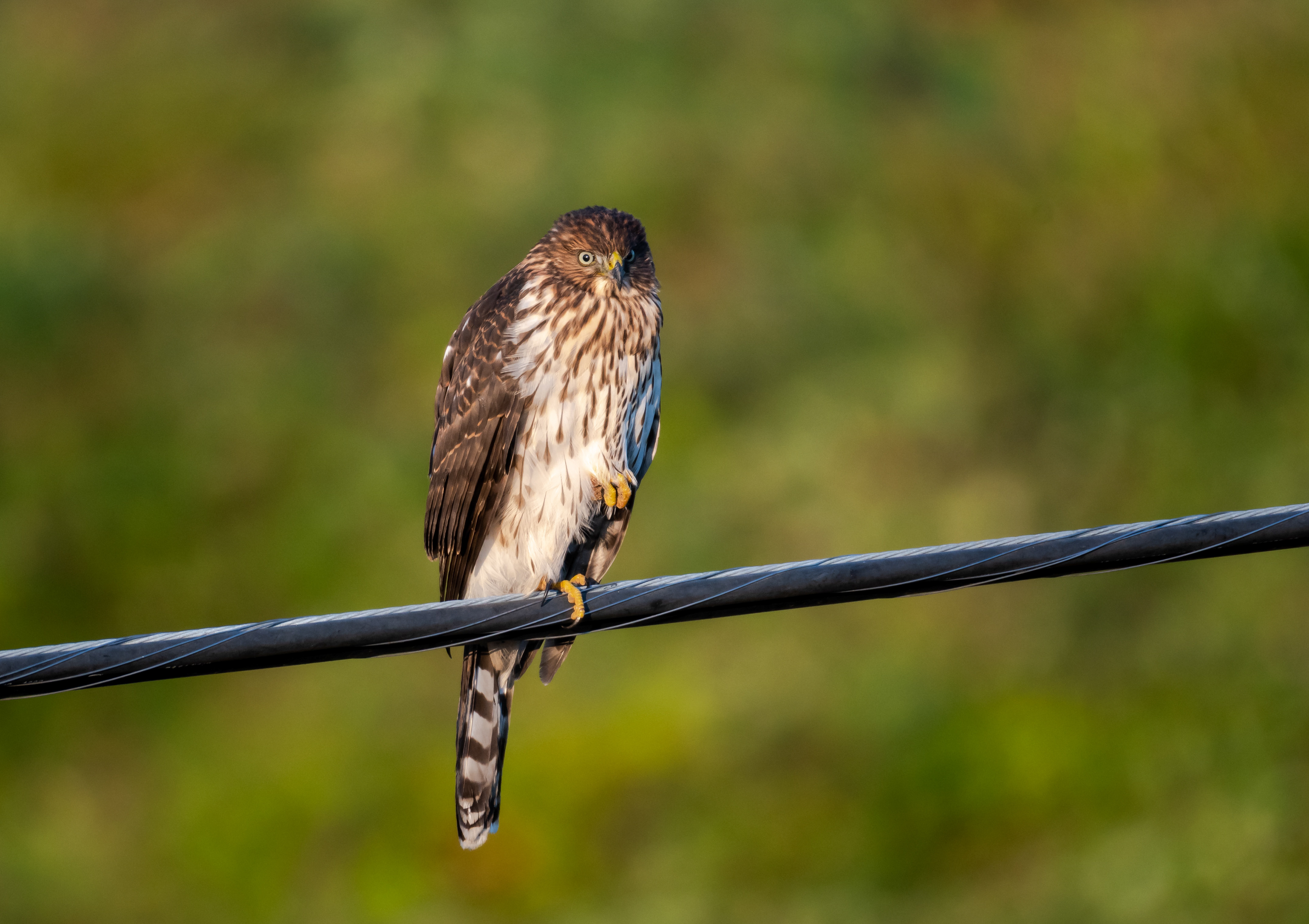 Cooper's Hawk