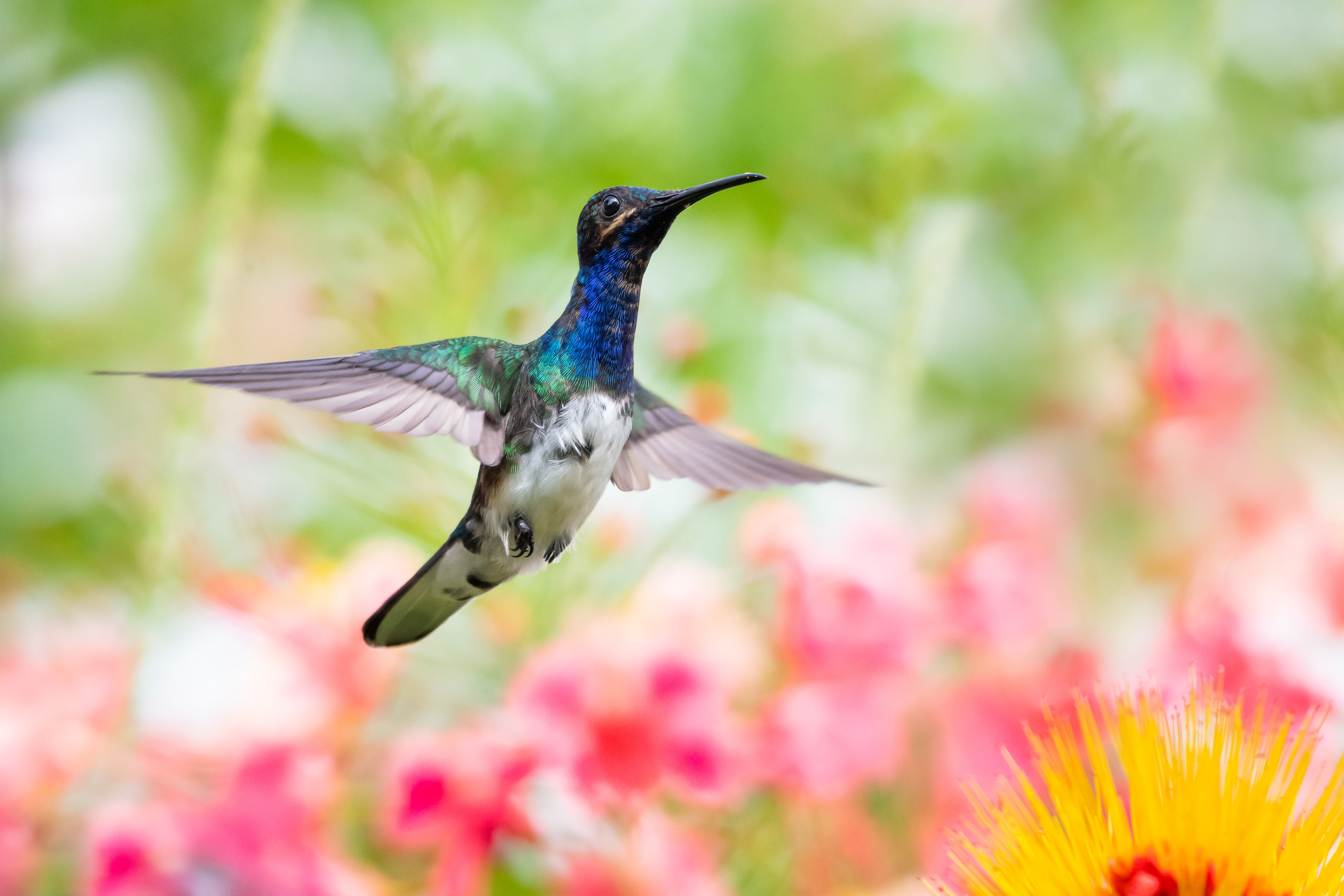 White-necked Jacobin
