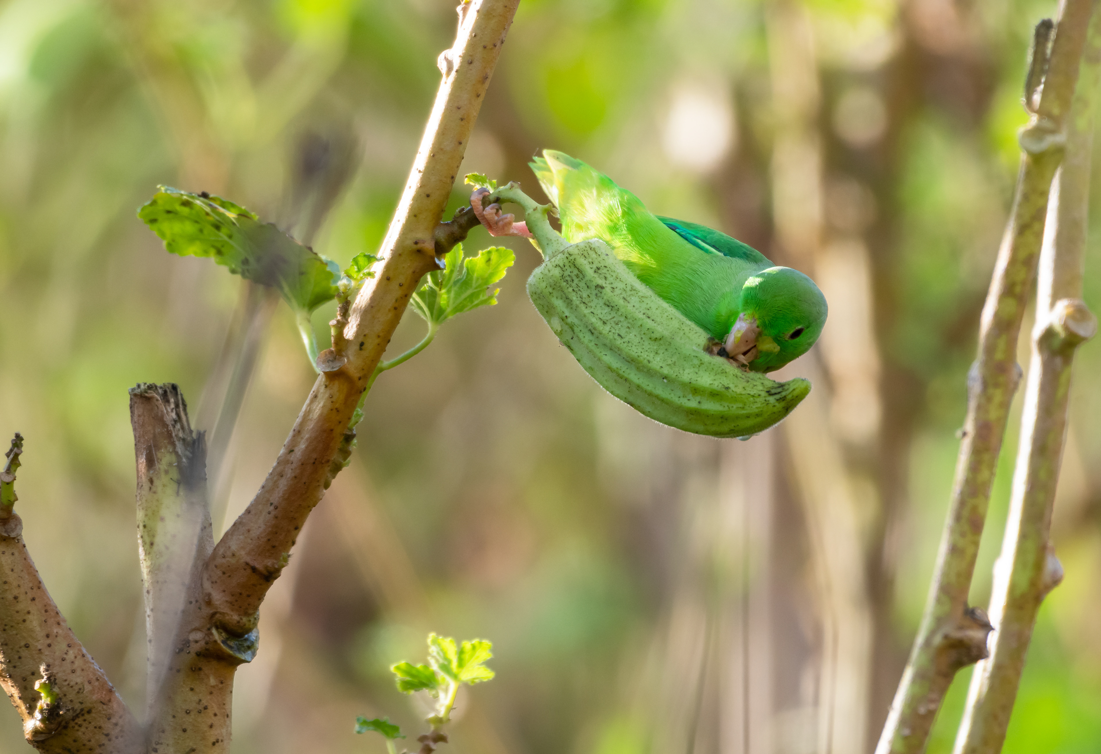 Green-rumped Parrotlet