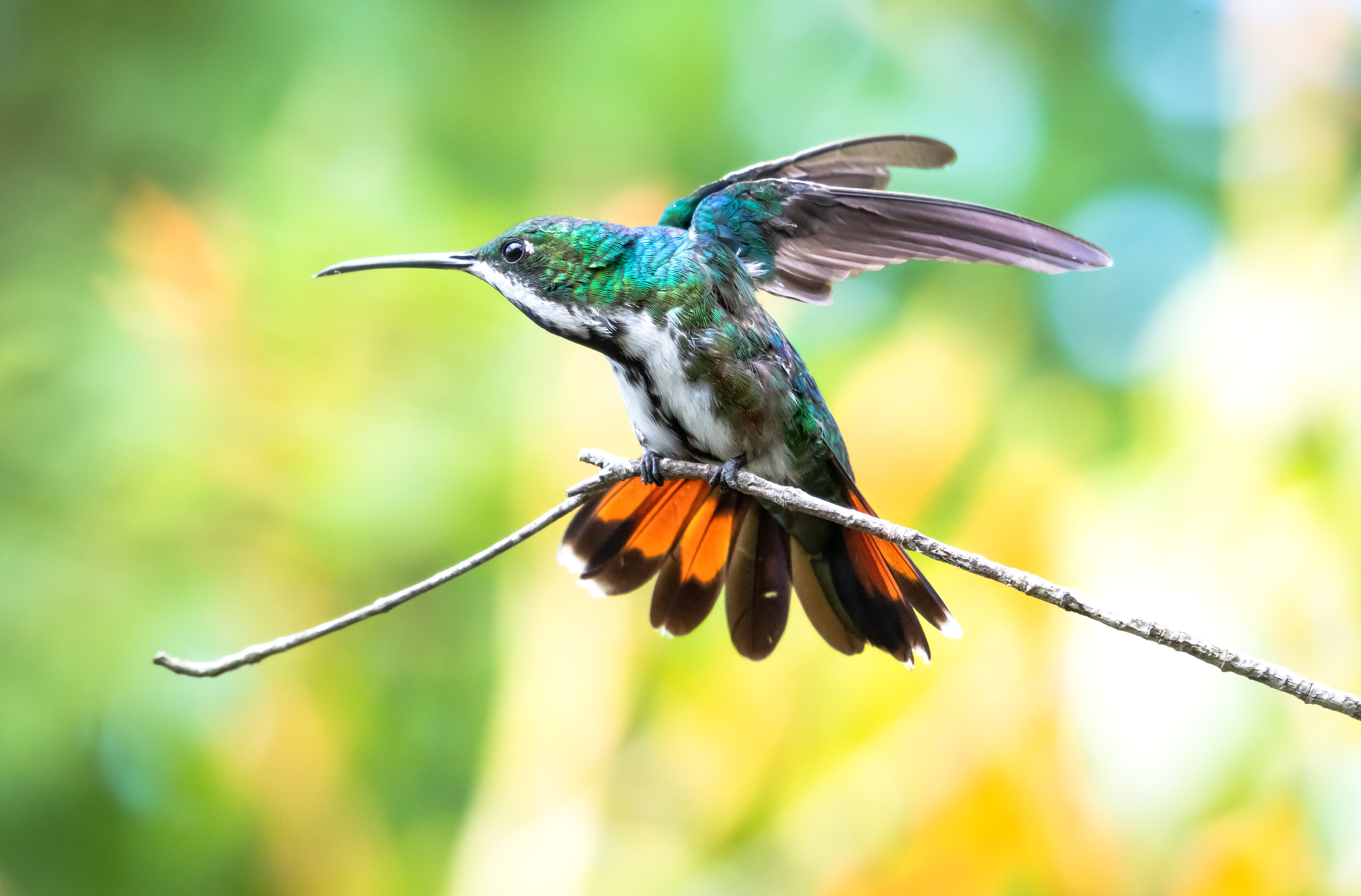 Black-throated Mango