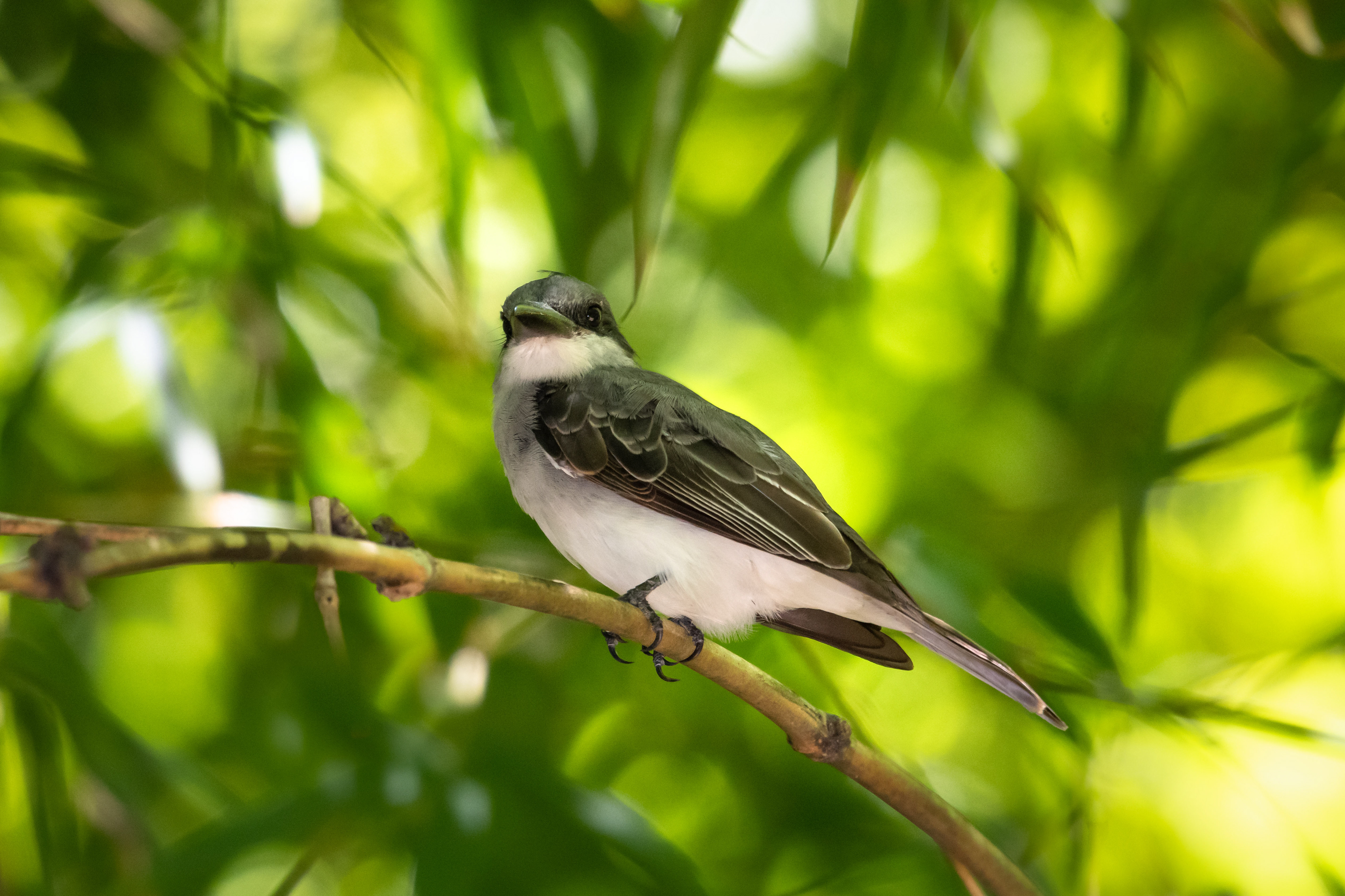 Gray Kingbird