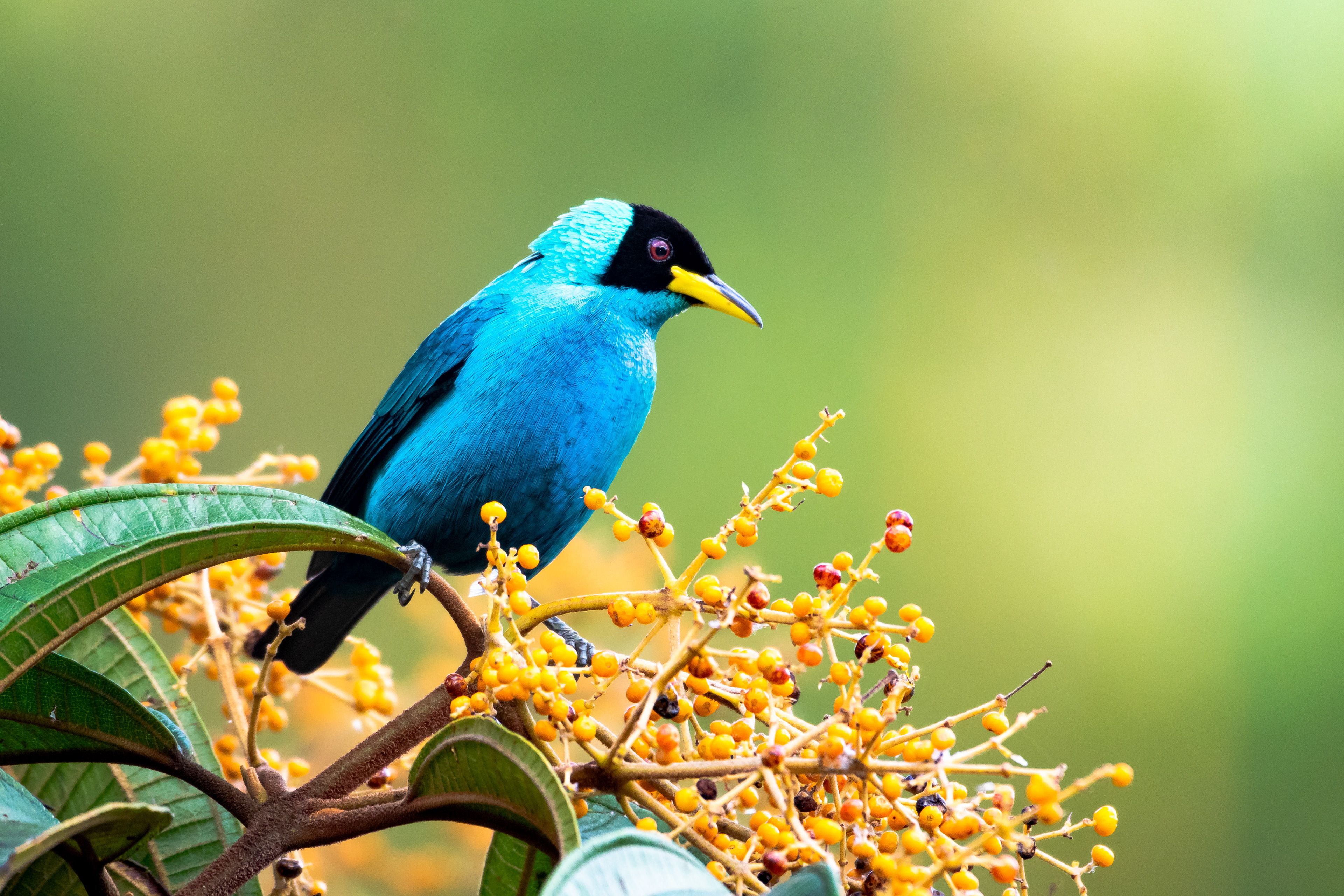 Male Green Honeycreeper