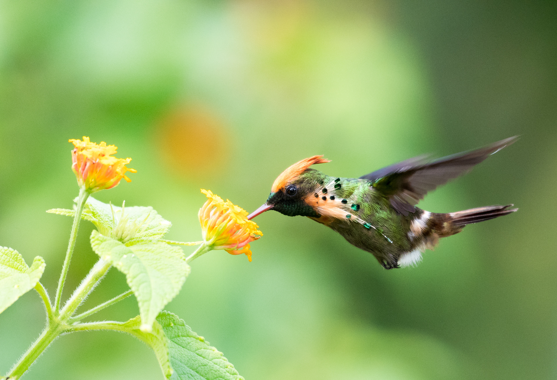 Tufted Coquette