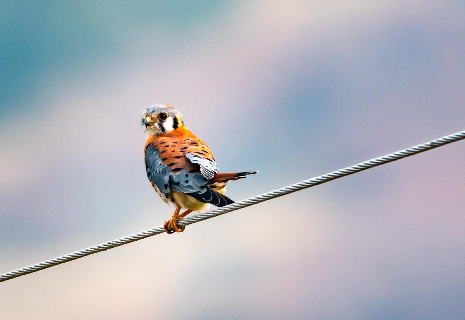 American Kestrel
