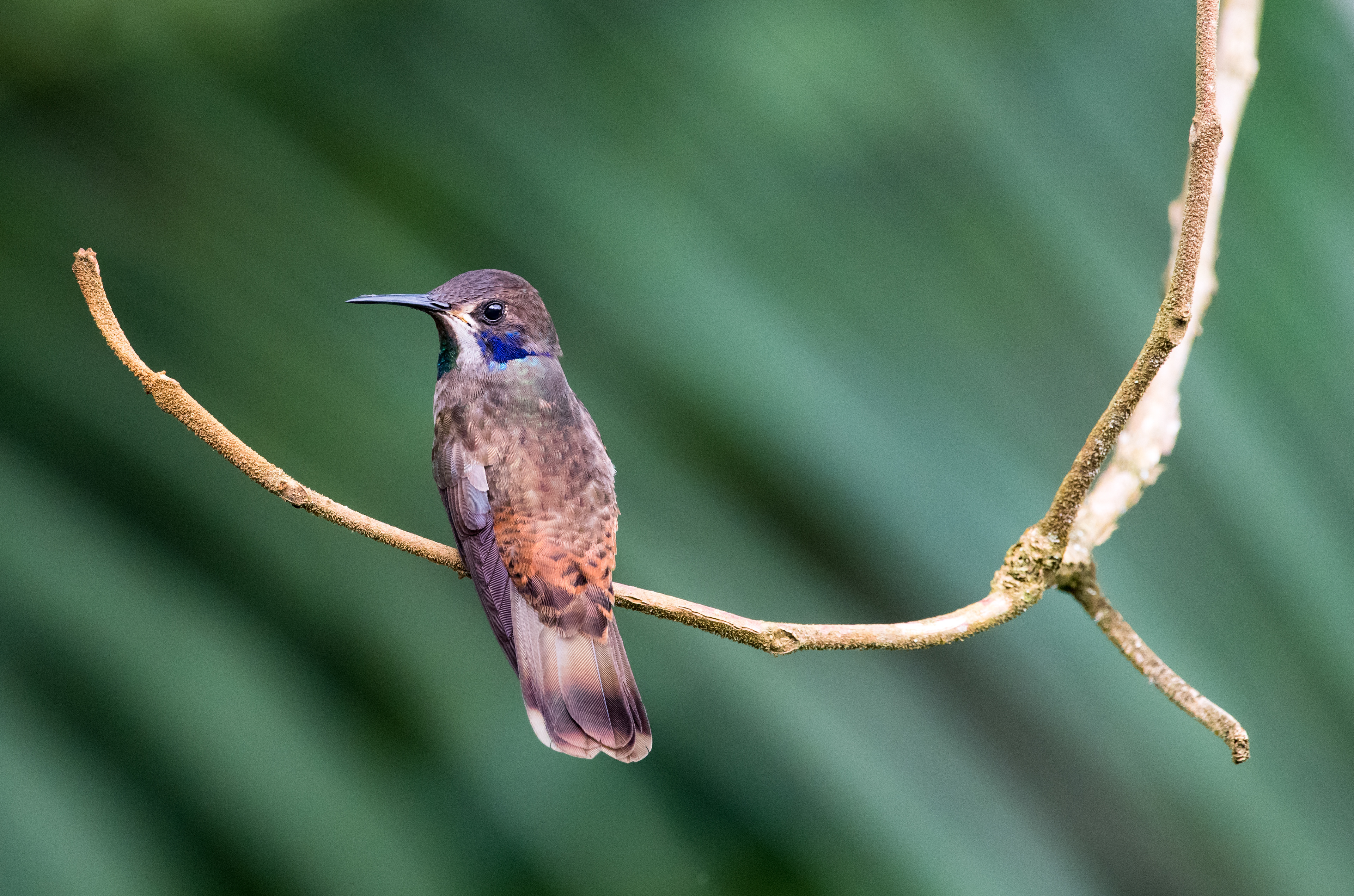 Brown Violetear