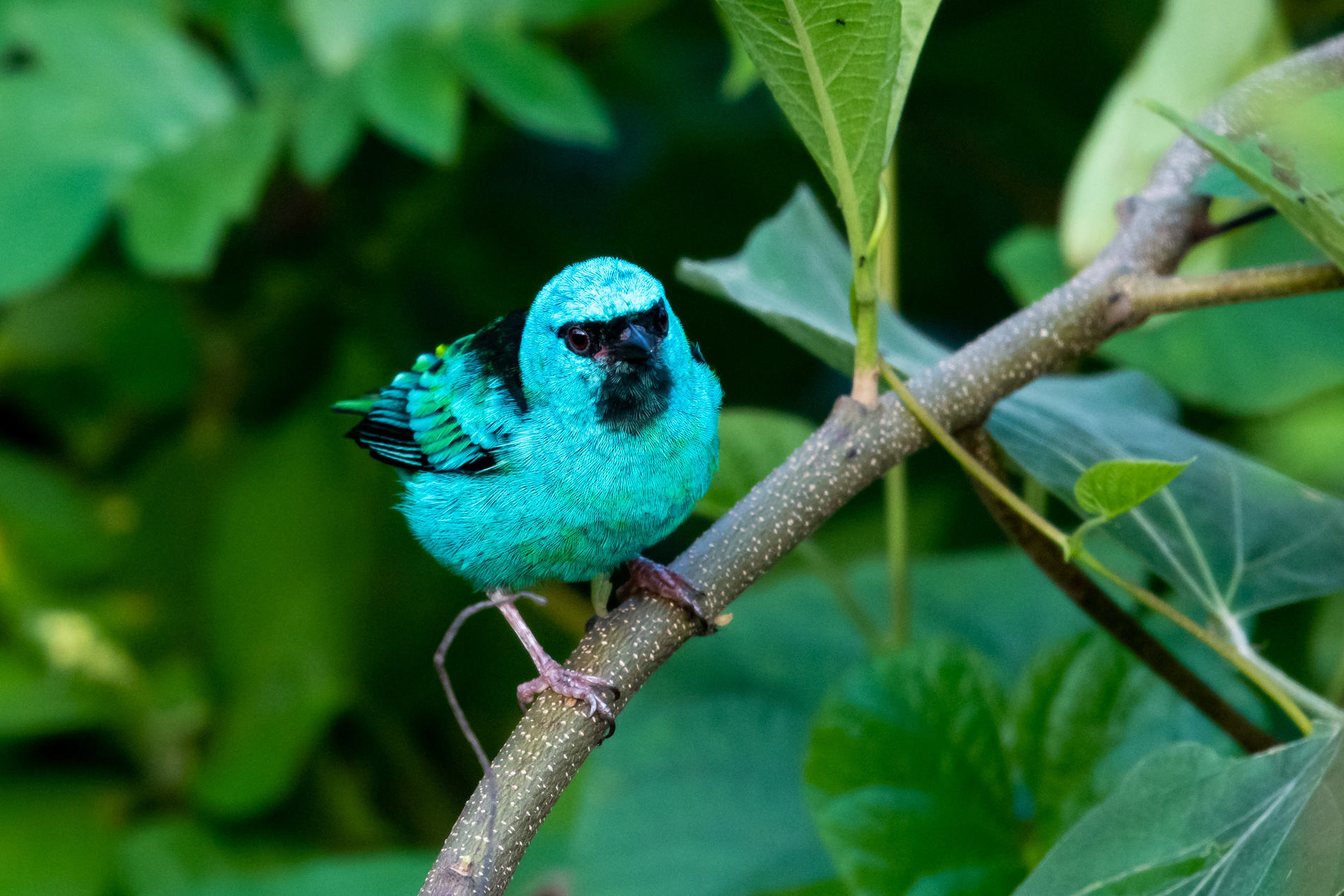 Blue Dacnis