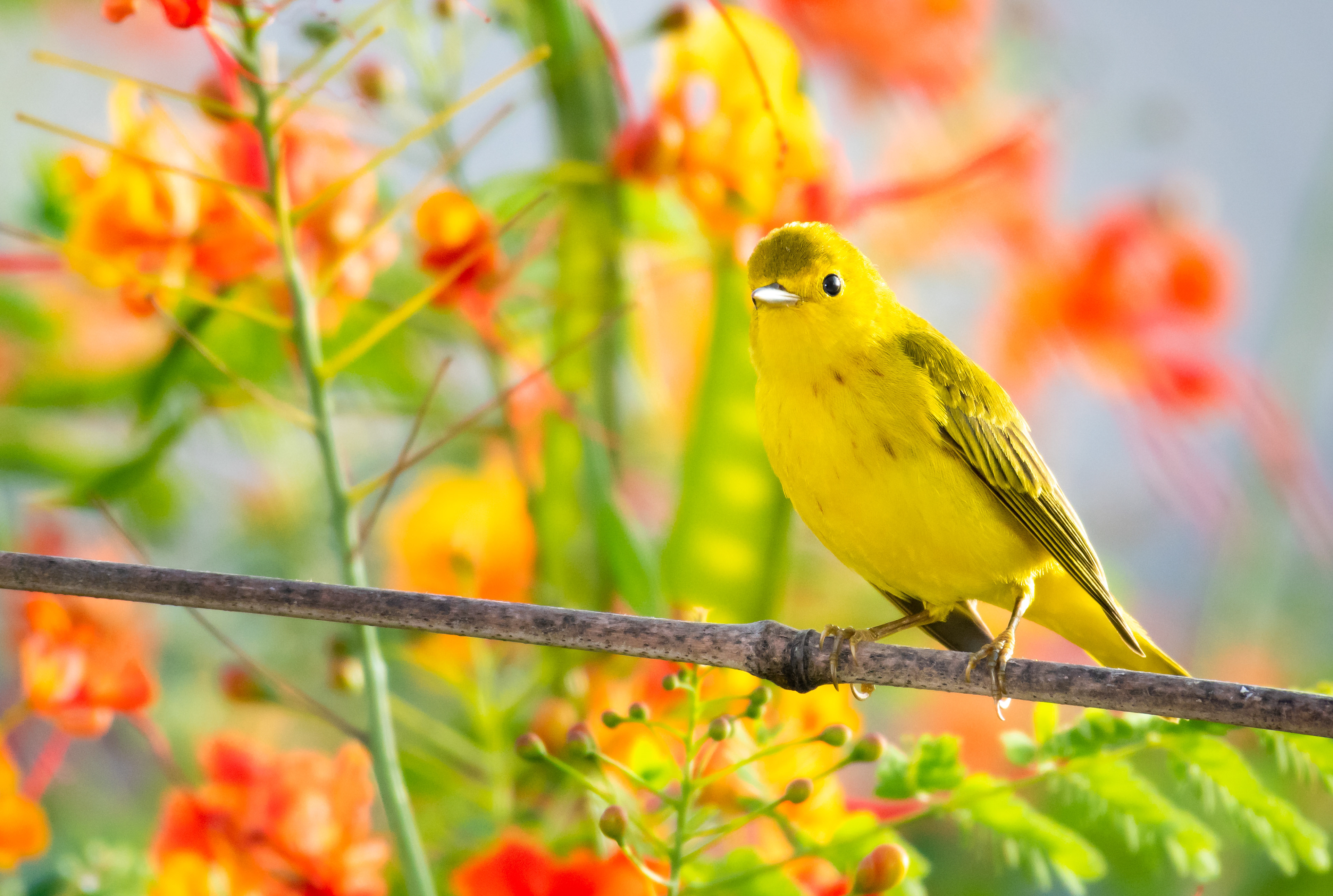 Yellow Warbler