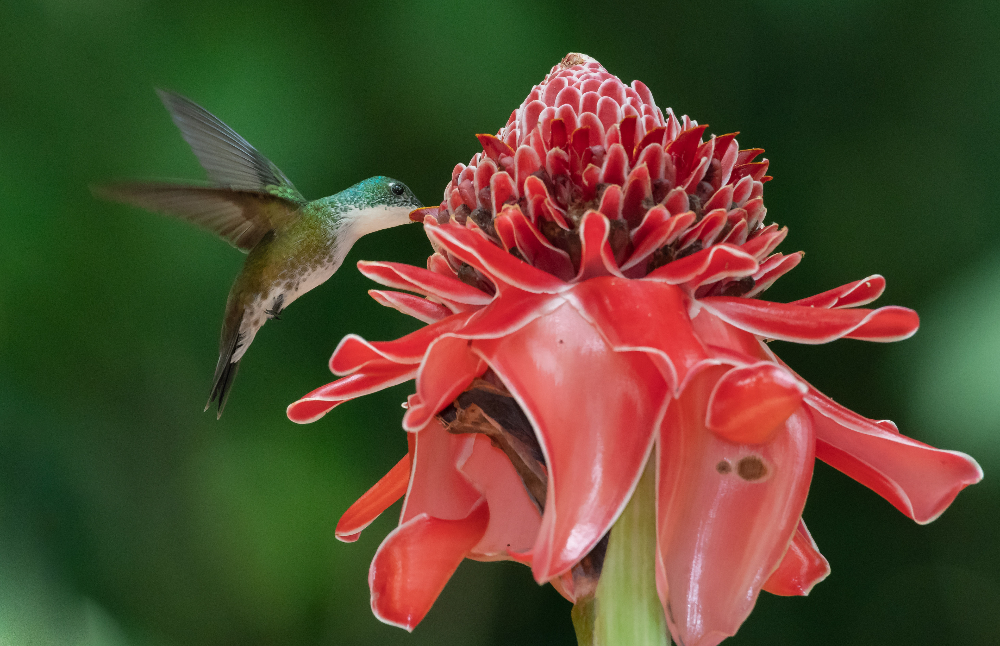 White-chested Emerald feeding on the Hawaiian Torch flower