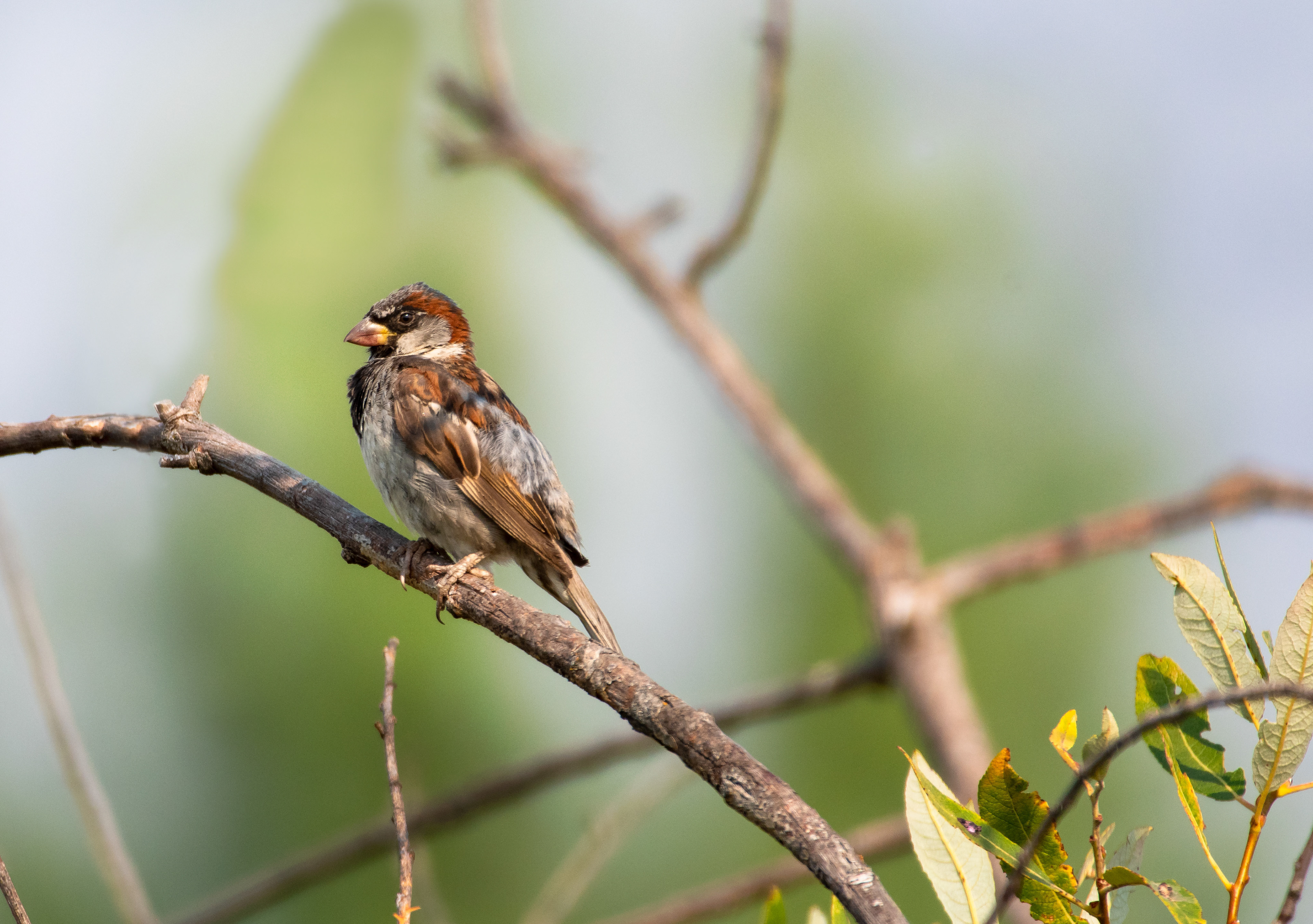 Song Sparrow