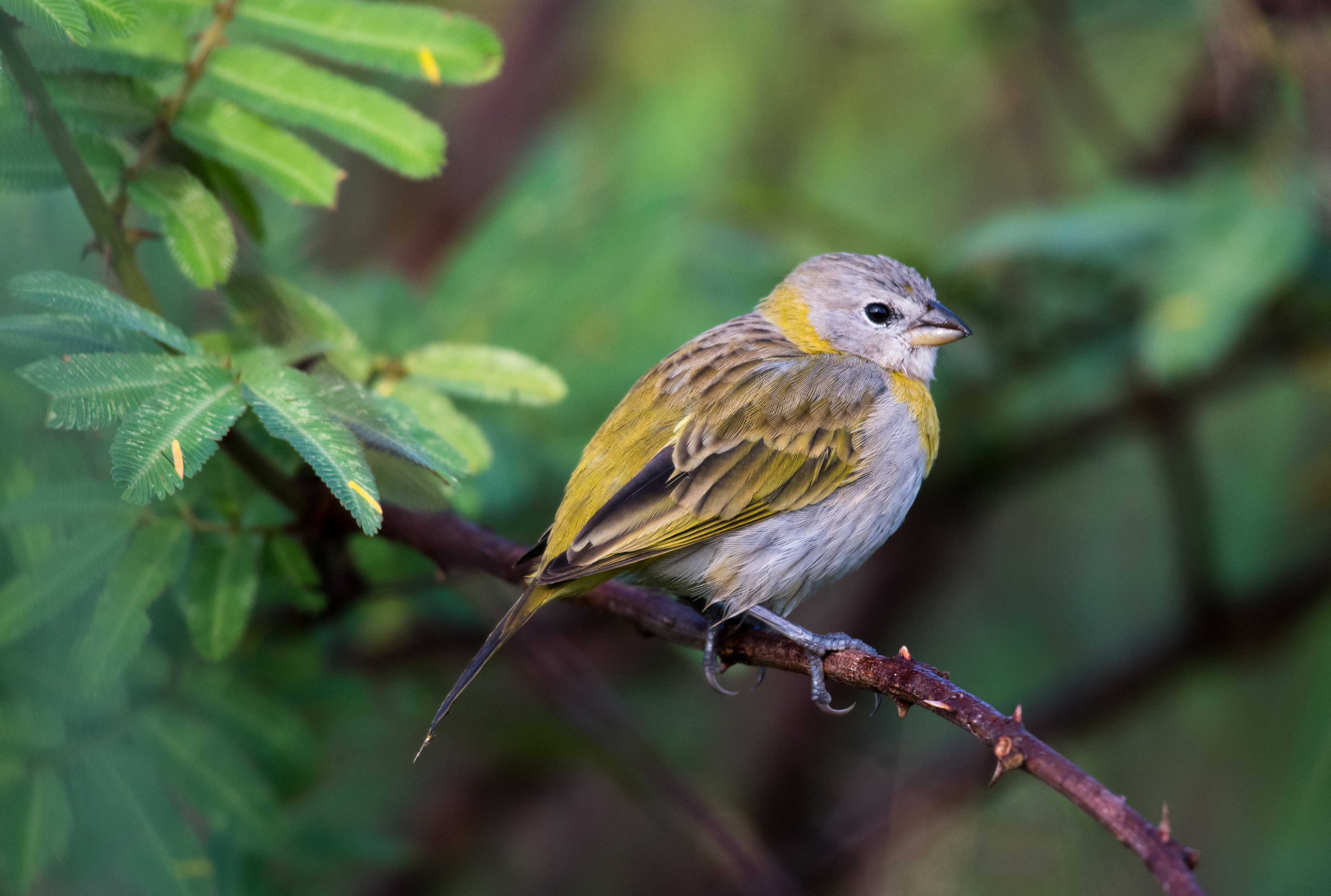 Saffron Finch