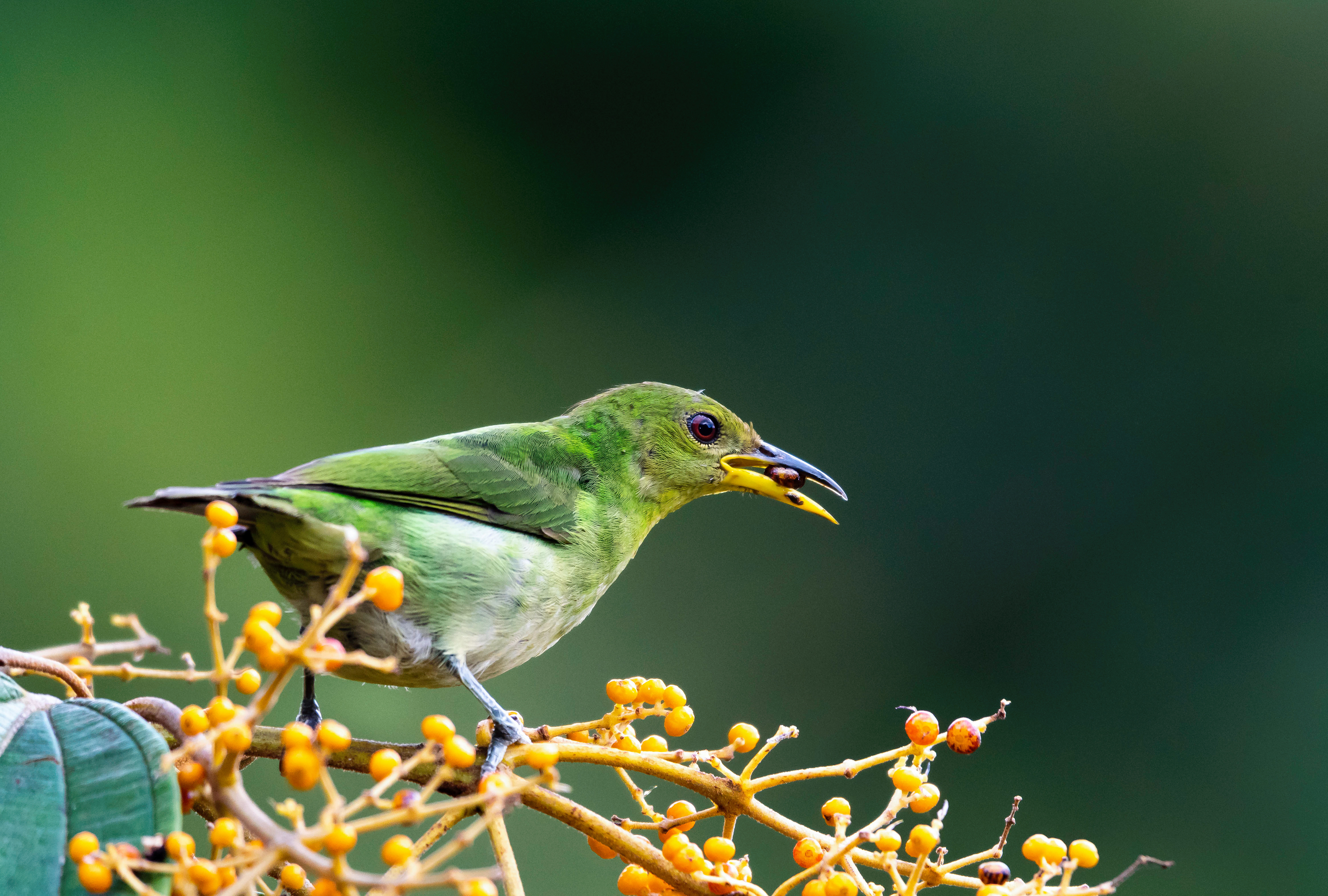 Green Honeycreeper