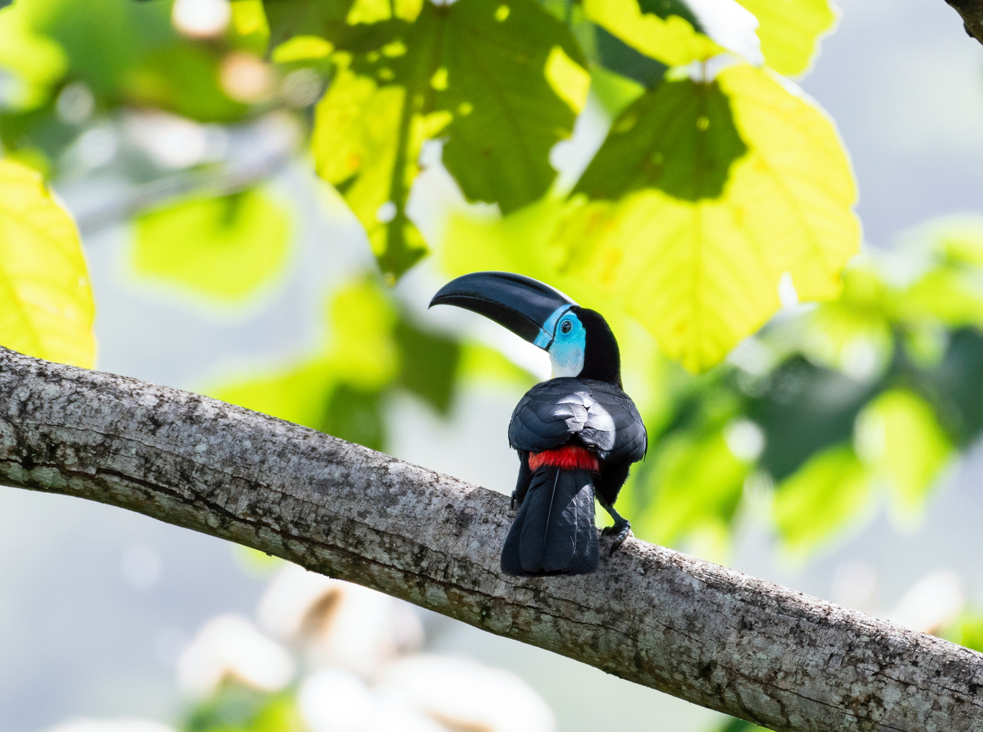 Channel-billed Toucan