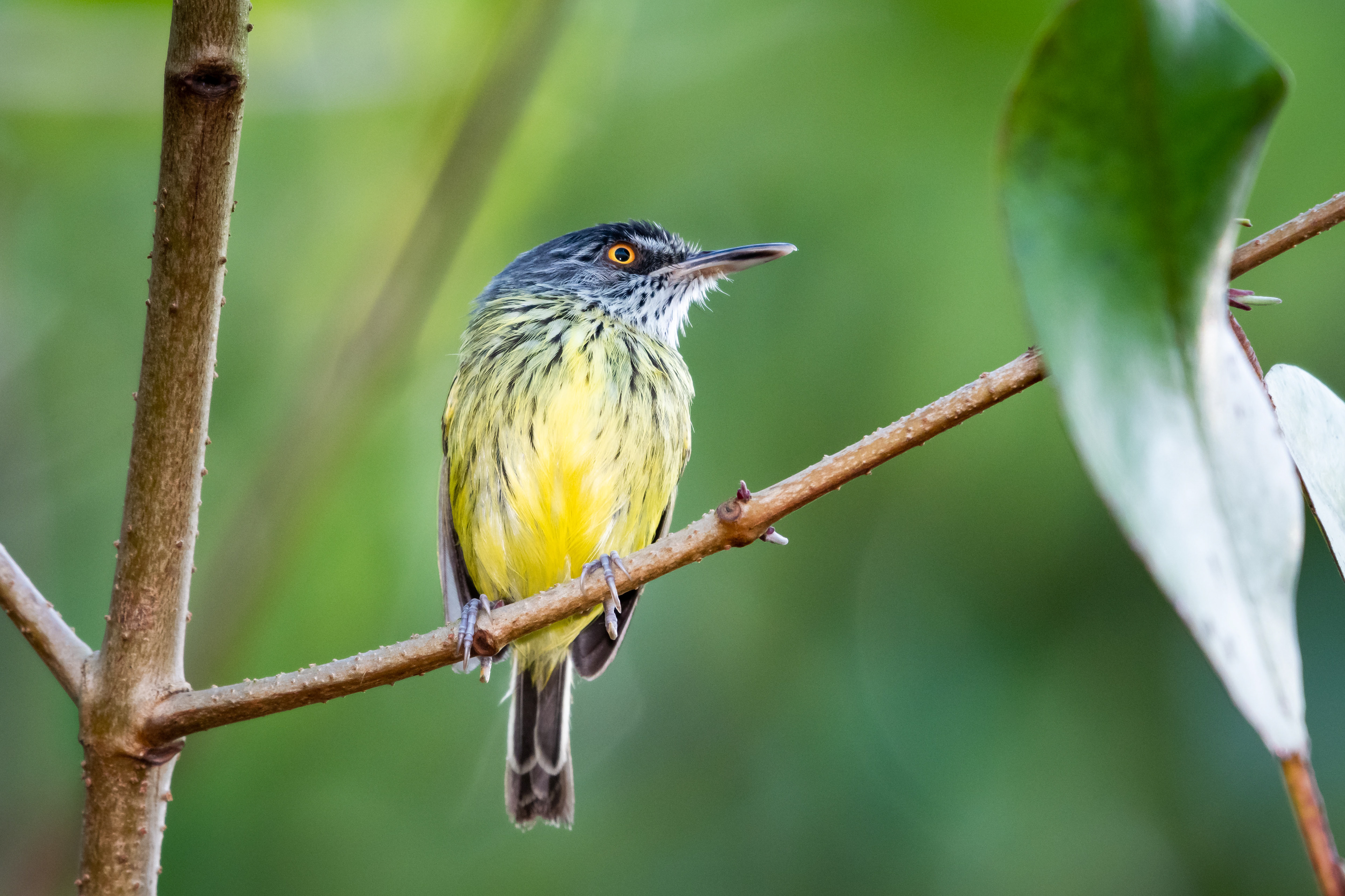 Spotted Tody