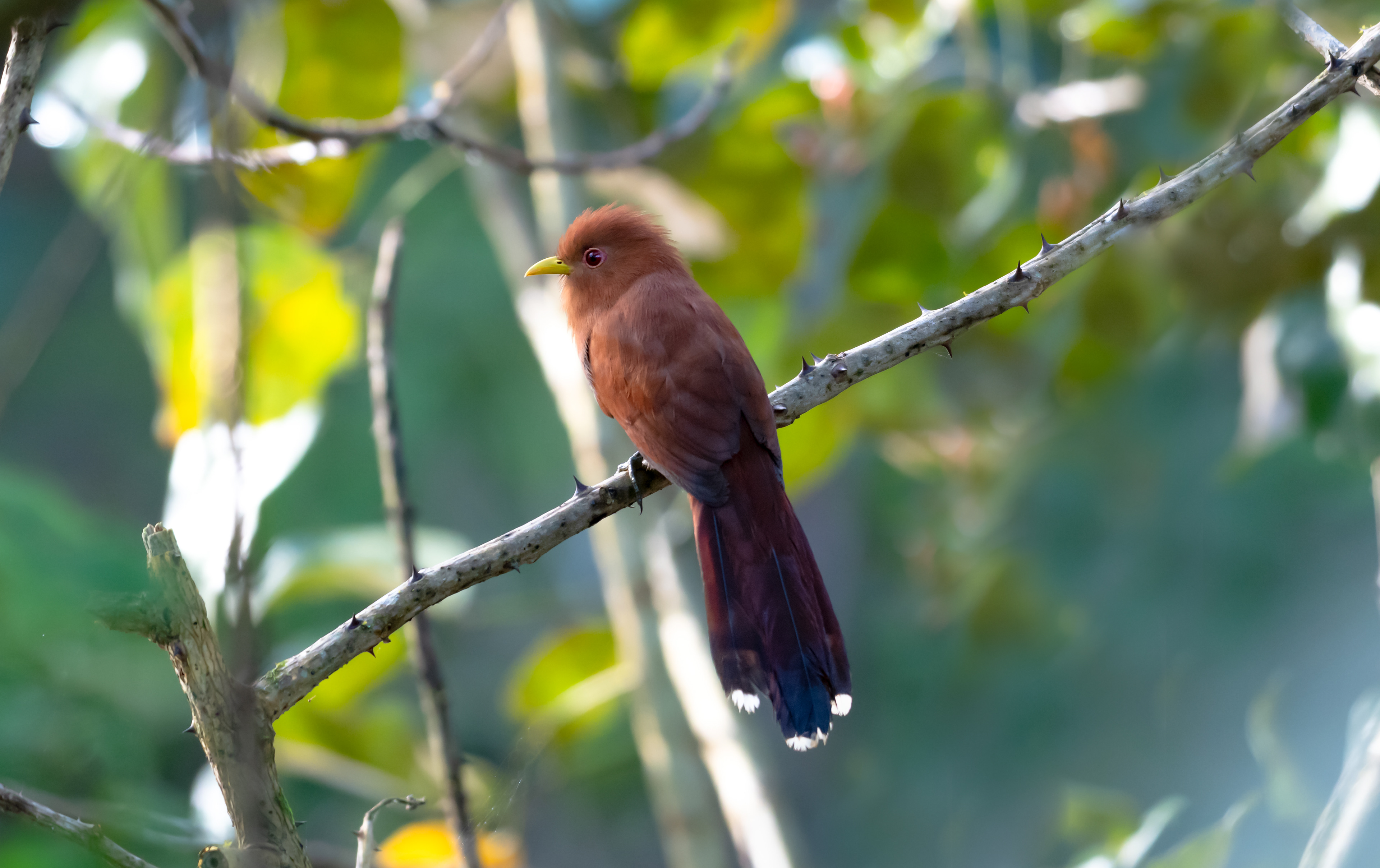 Little Cuckoo