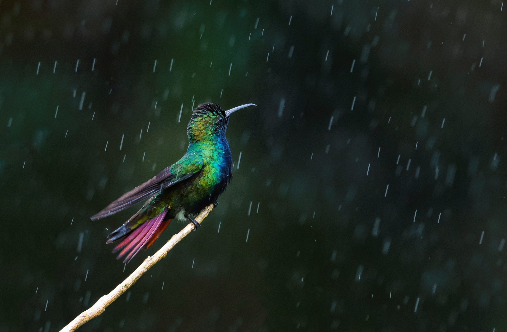 Black-throated Mango enjoying the rain