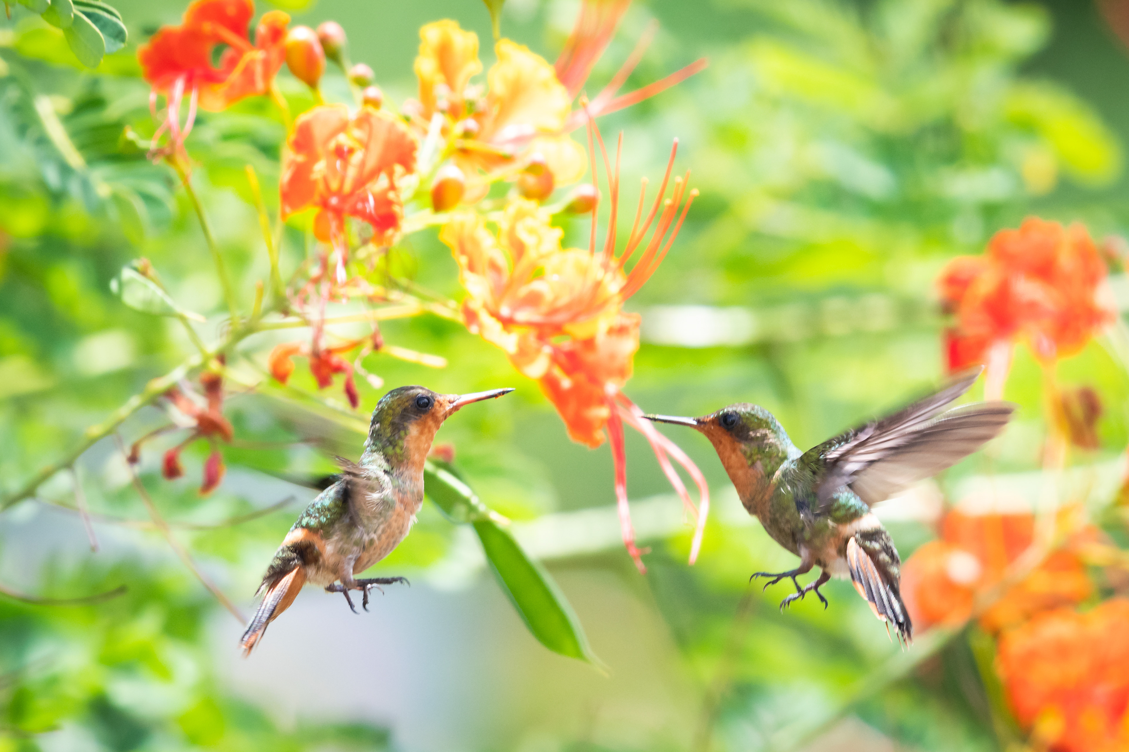 Two female Tufted Coquettes