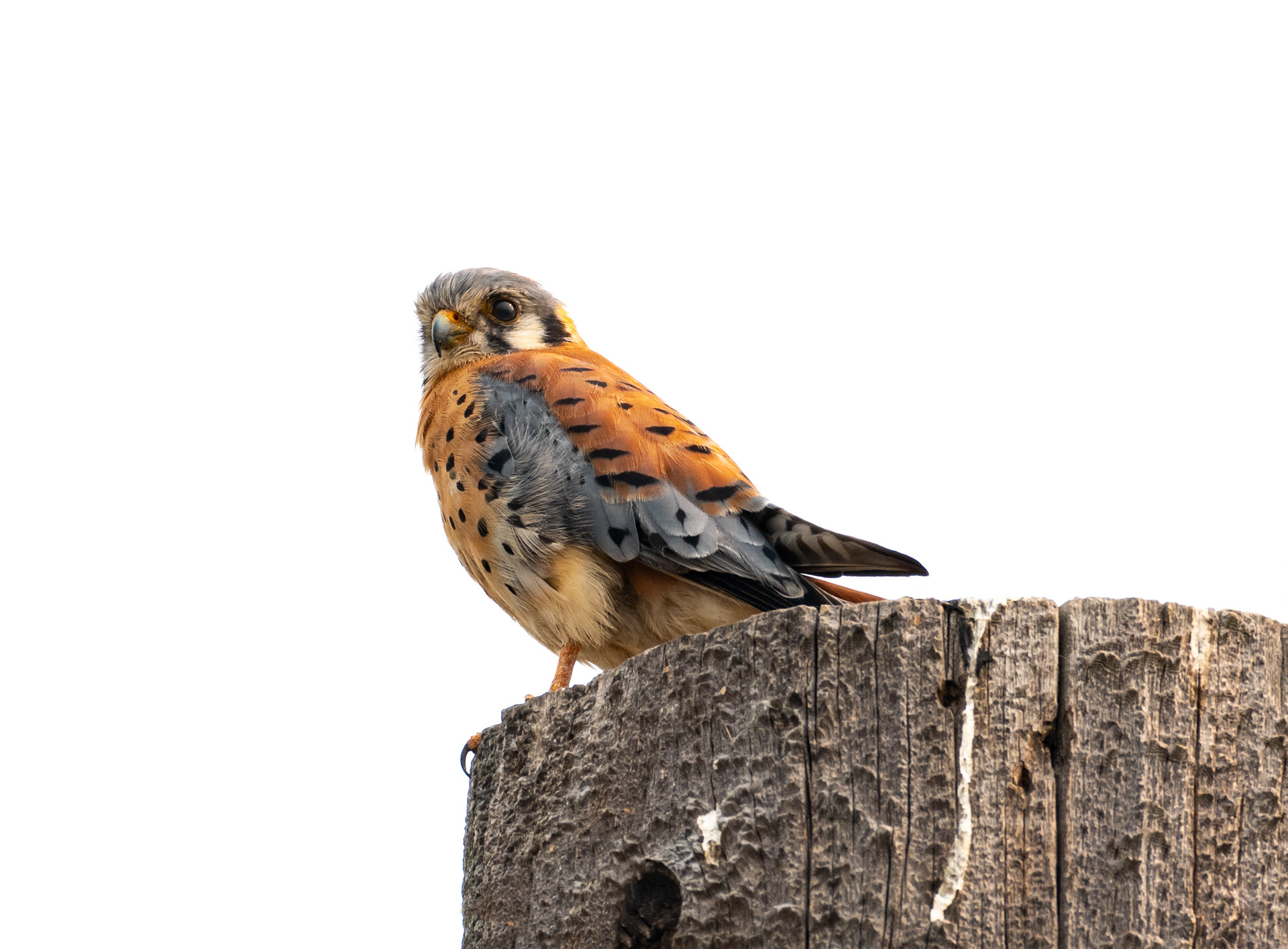 American Kestrel