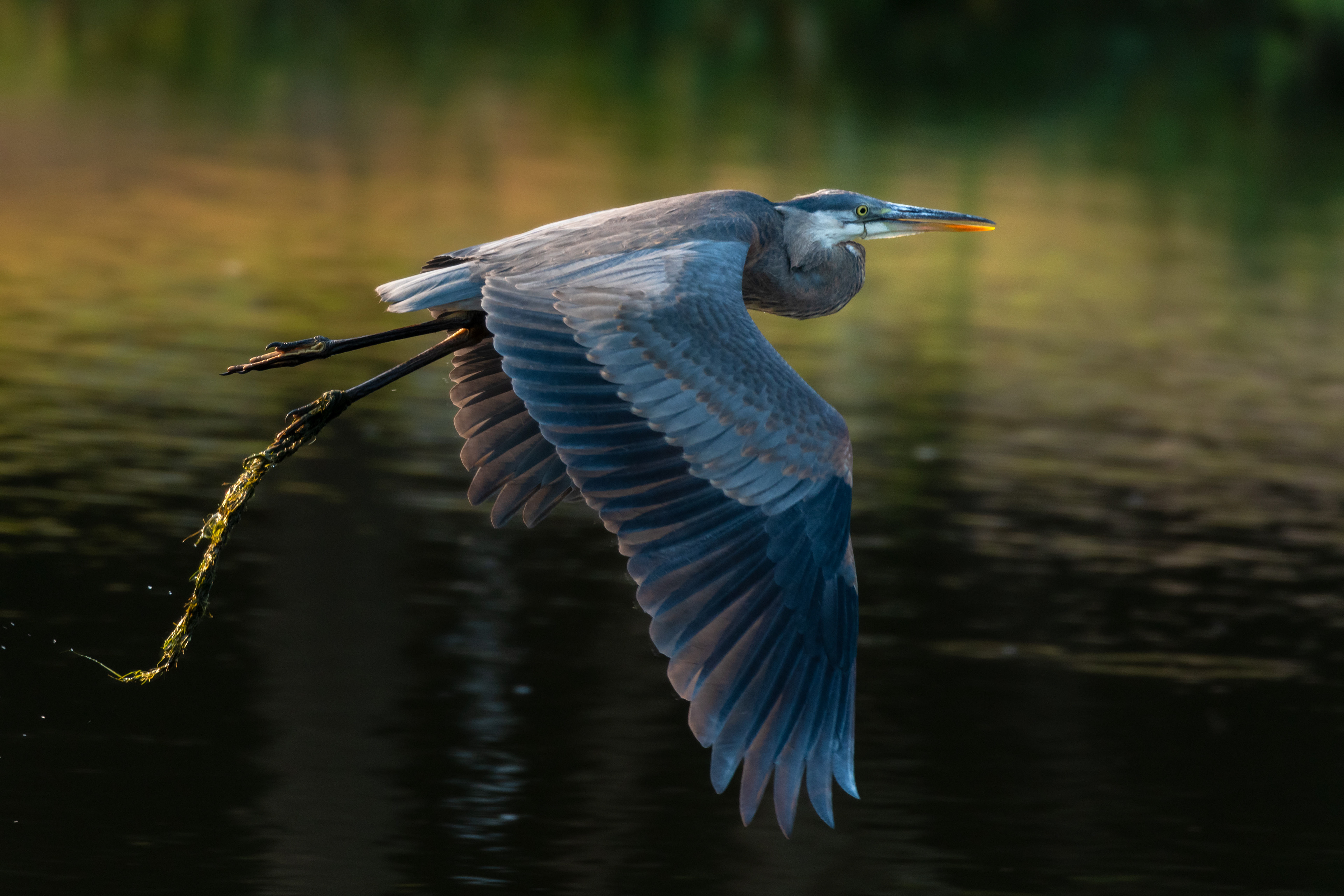 Great Blue Heron
