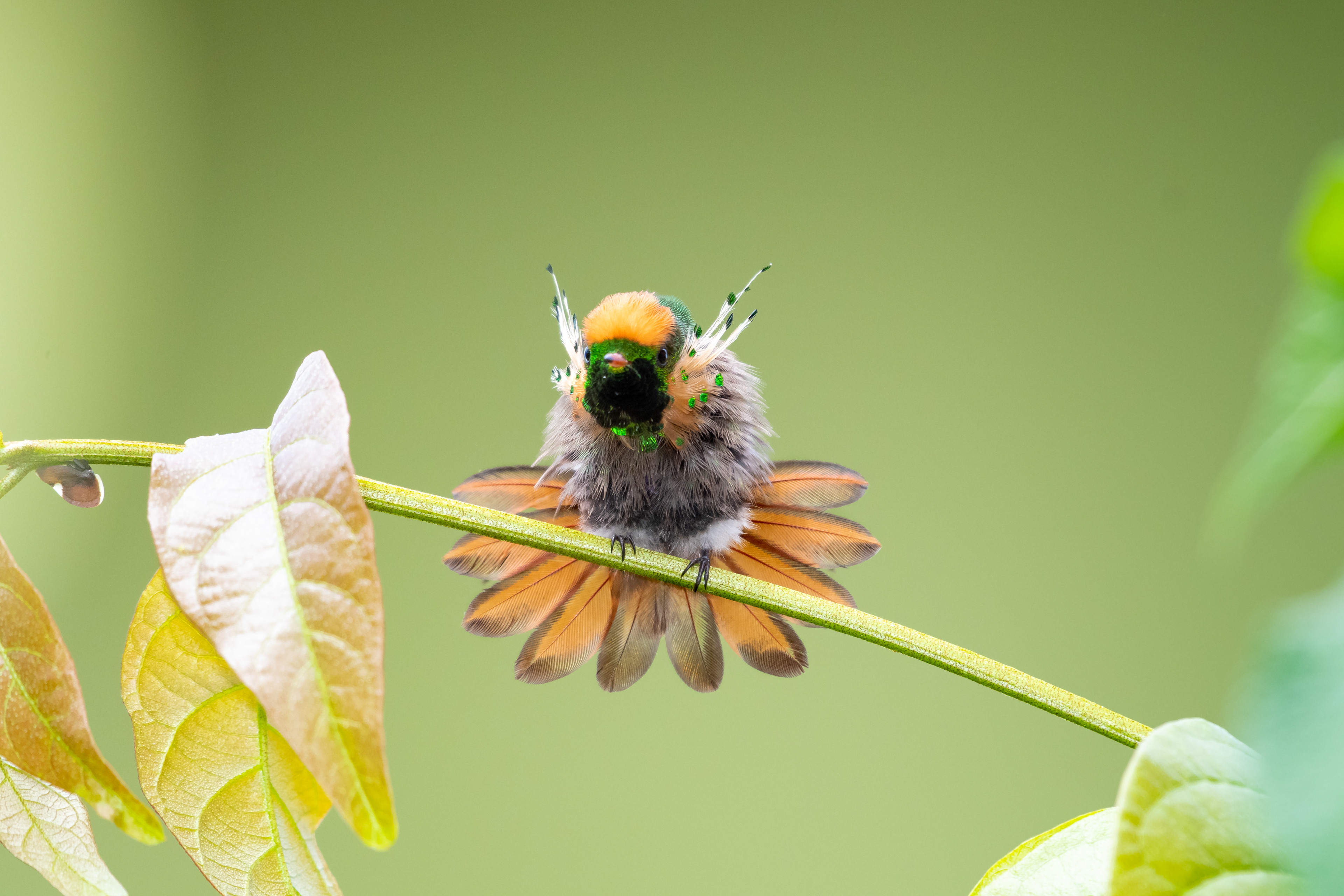 Tufted Coquette