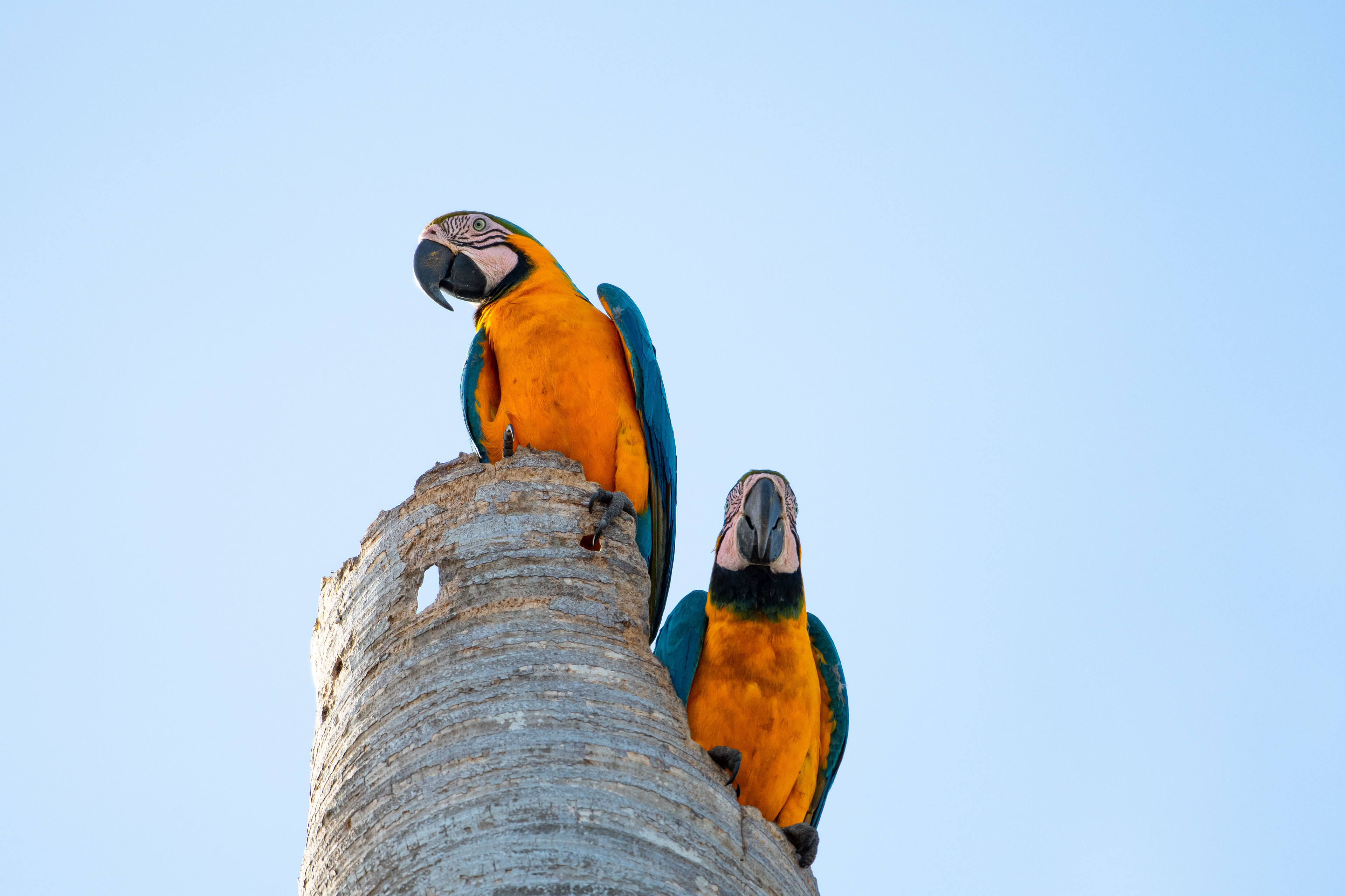 Blue and Yellow Macaw