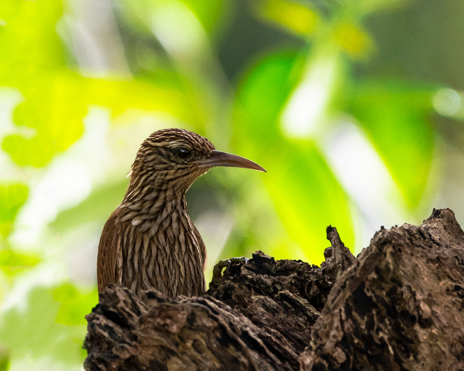 Straight-billed Woodcreeper