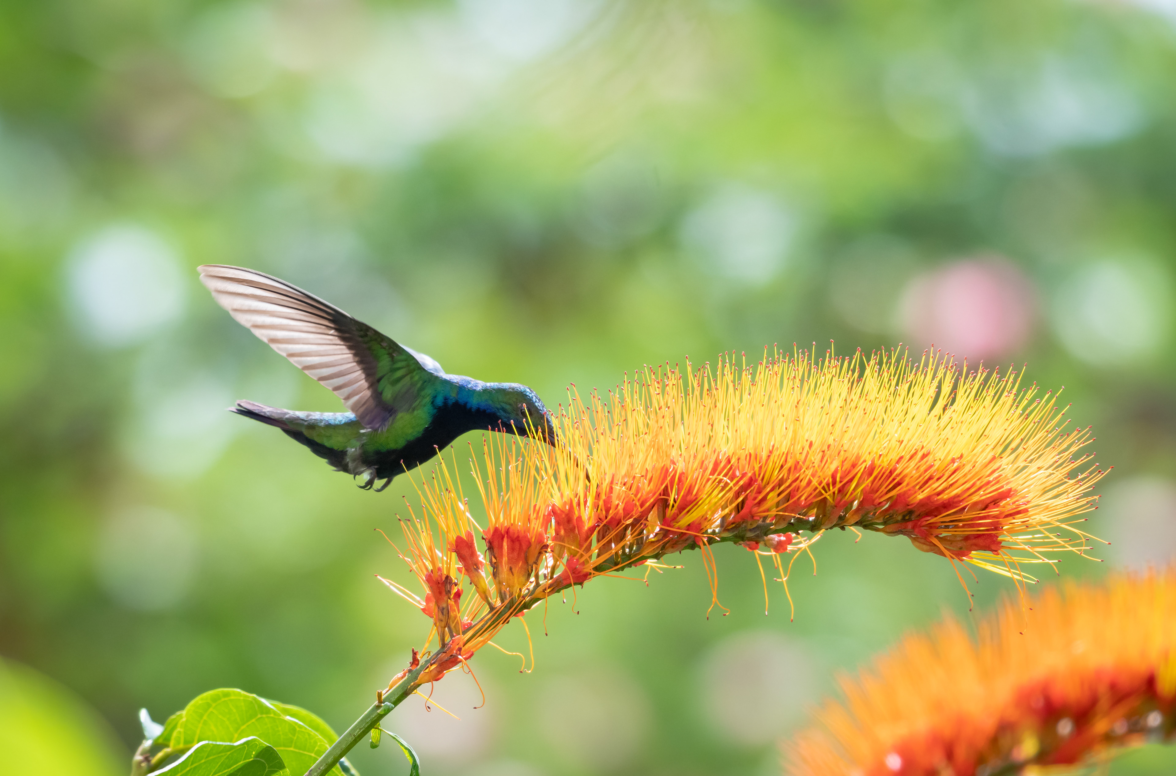 Black-throated Mango