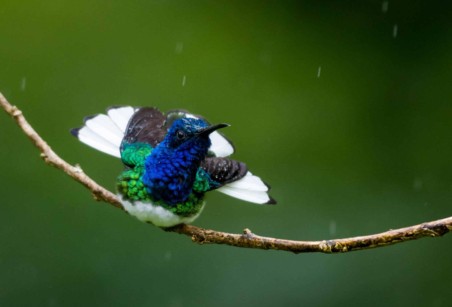 White-necked Jacobin bathing in the rain