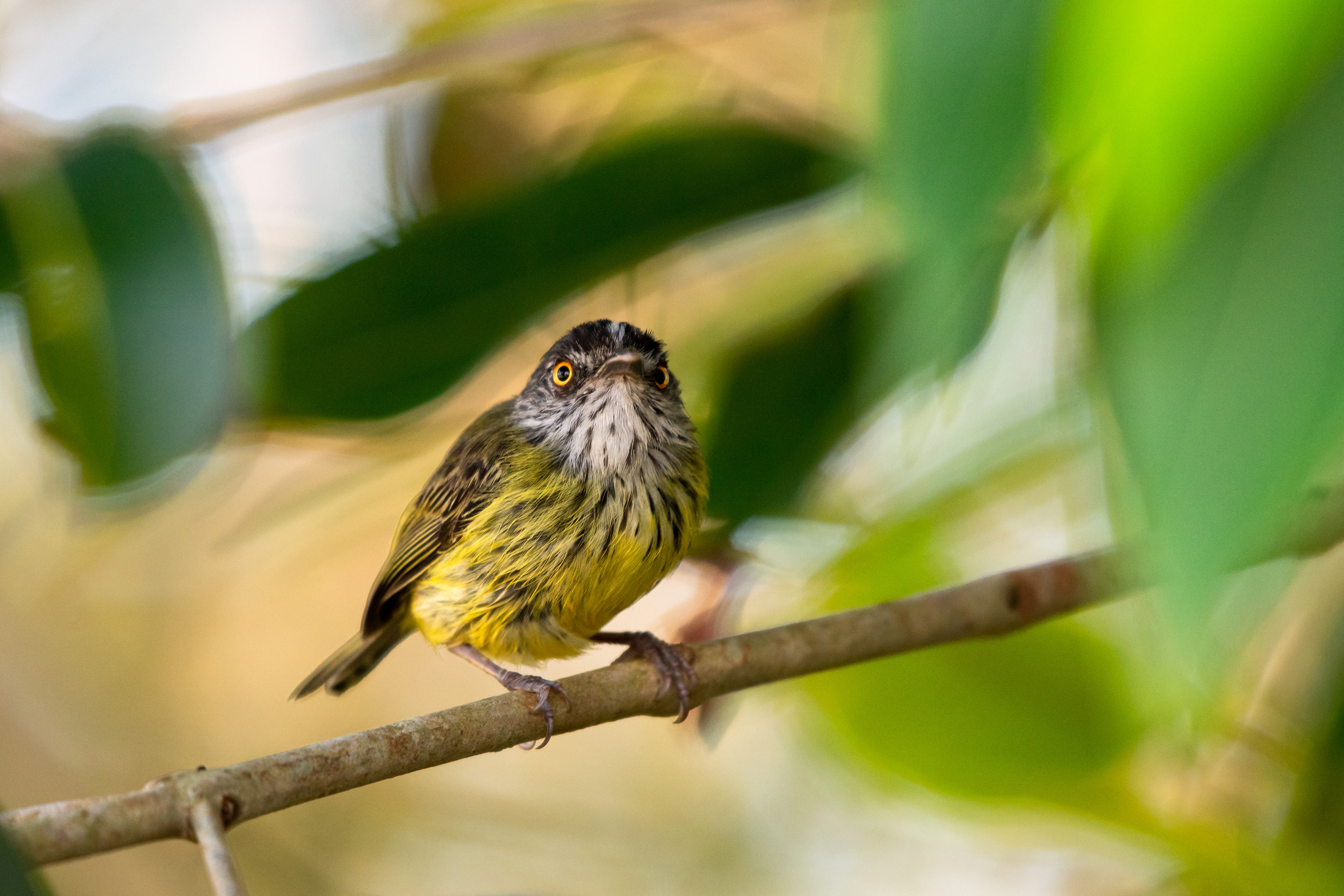 Spotted Tody