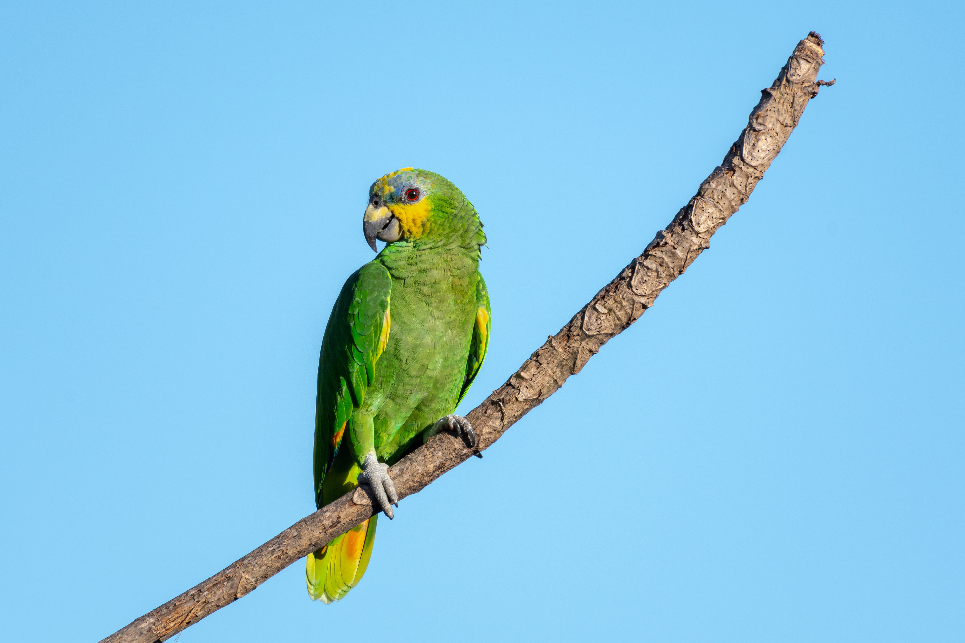 Orange-winged Amazon