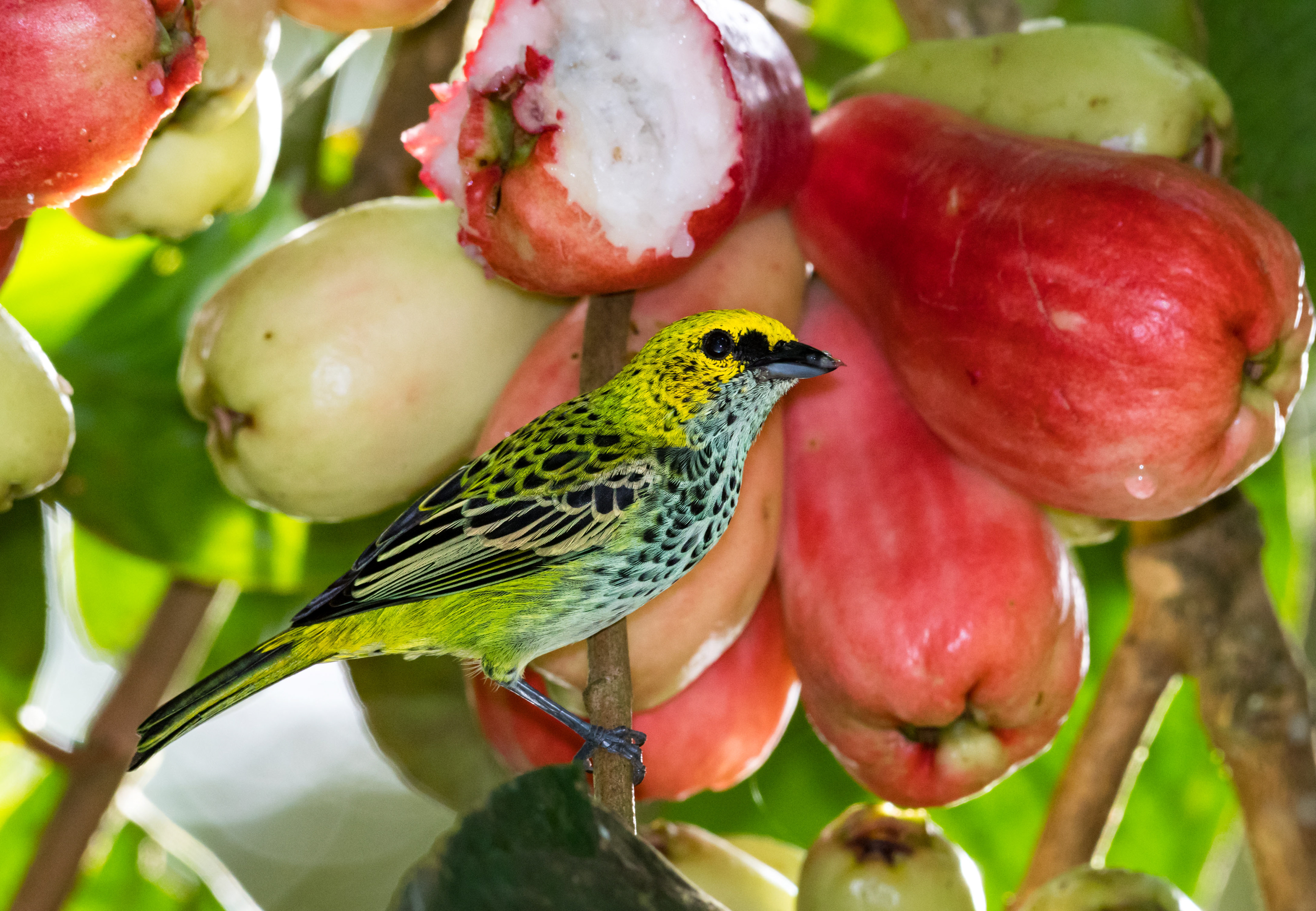Speckled Tanager