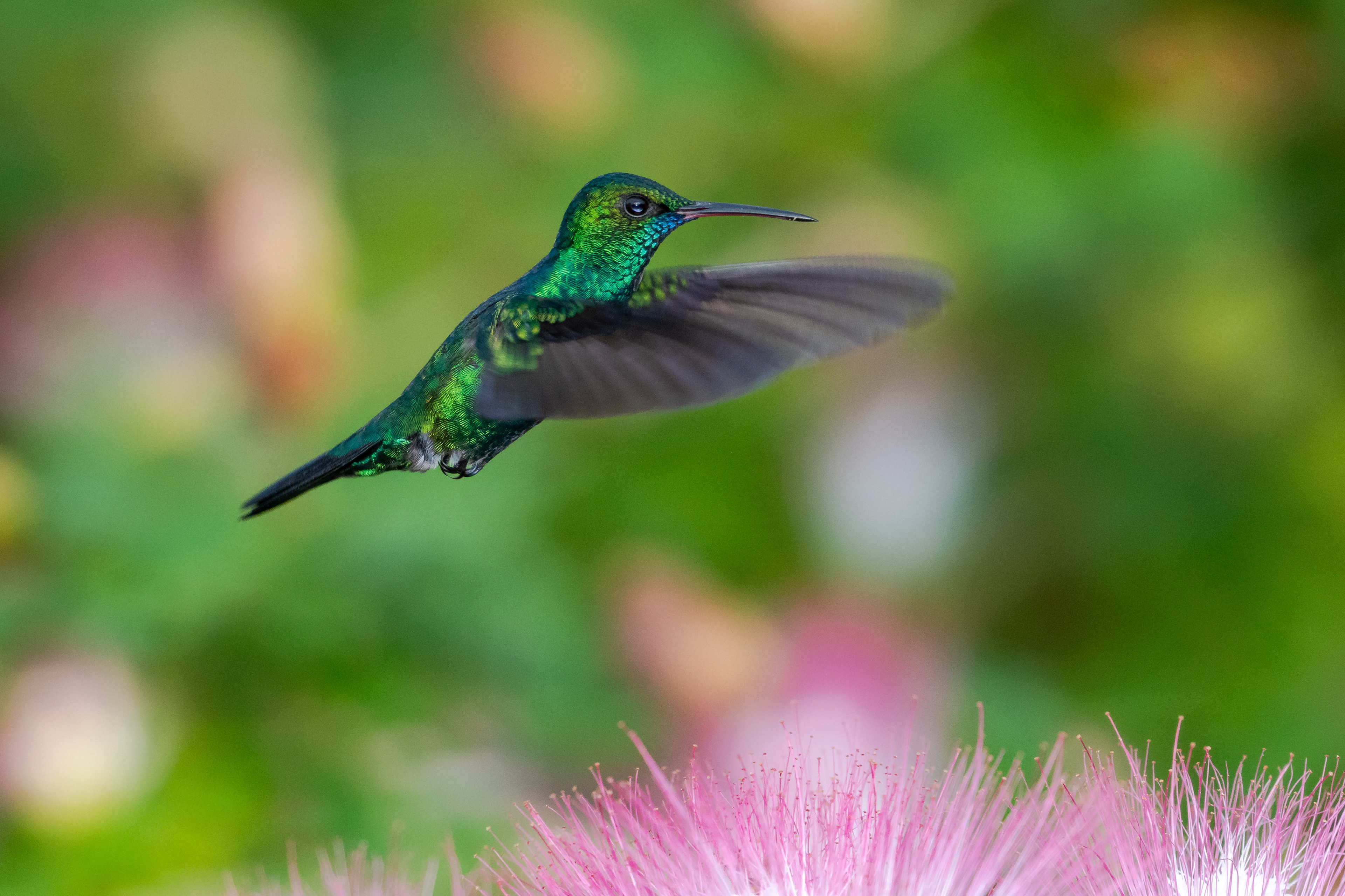 Blue-chinned Sapphire