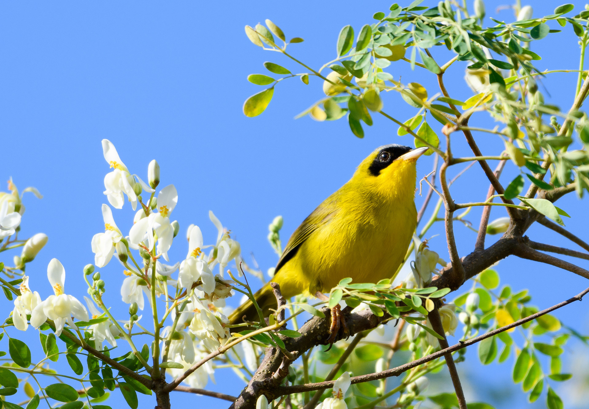 Common Yellowthroat Warbler
