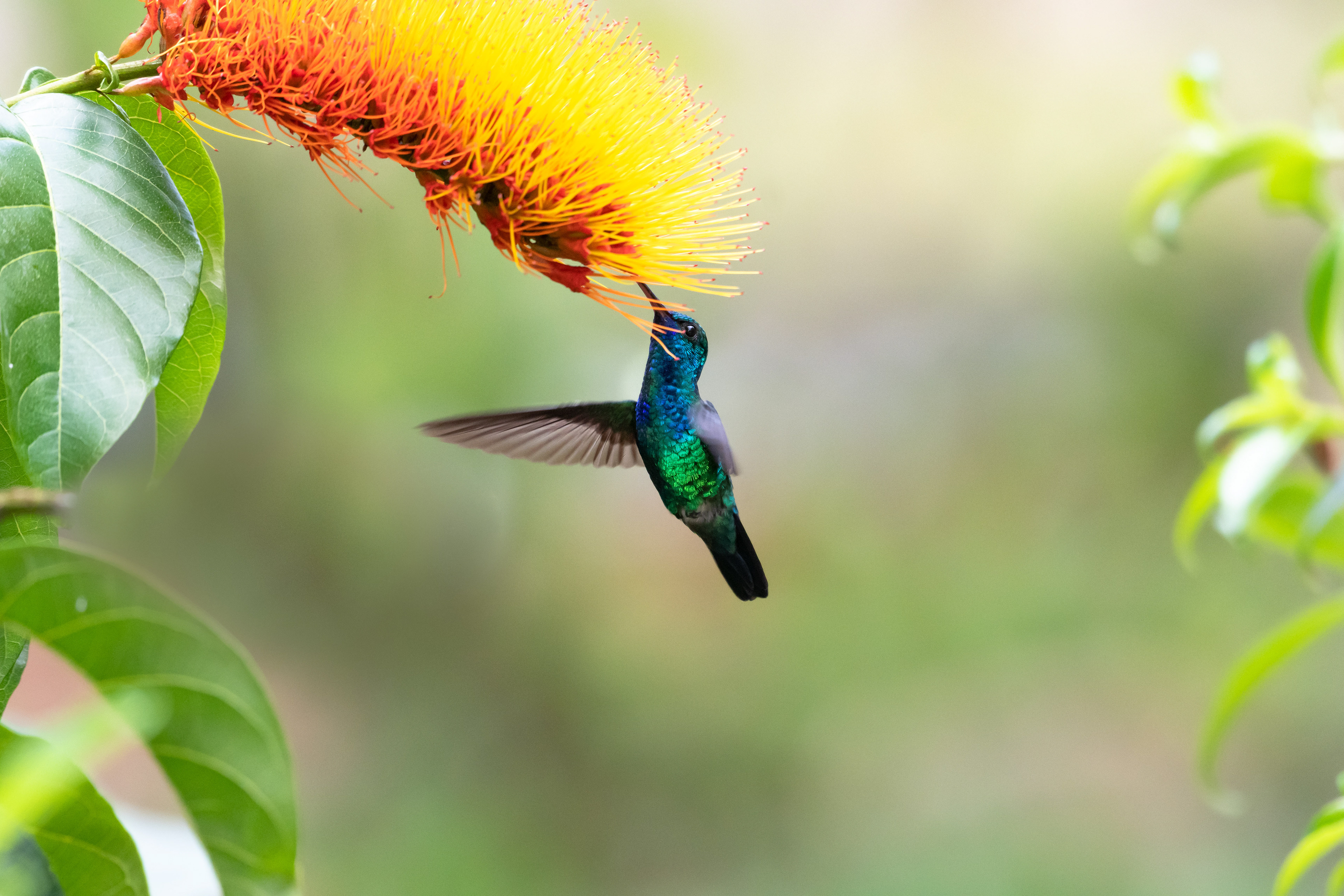 Blue-chinned Sapphire