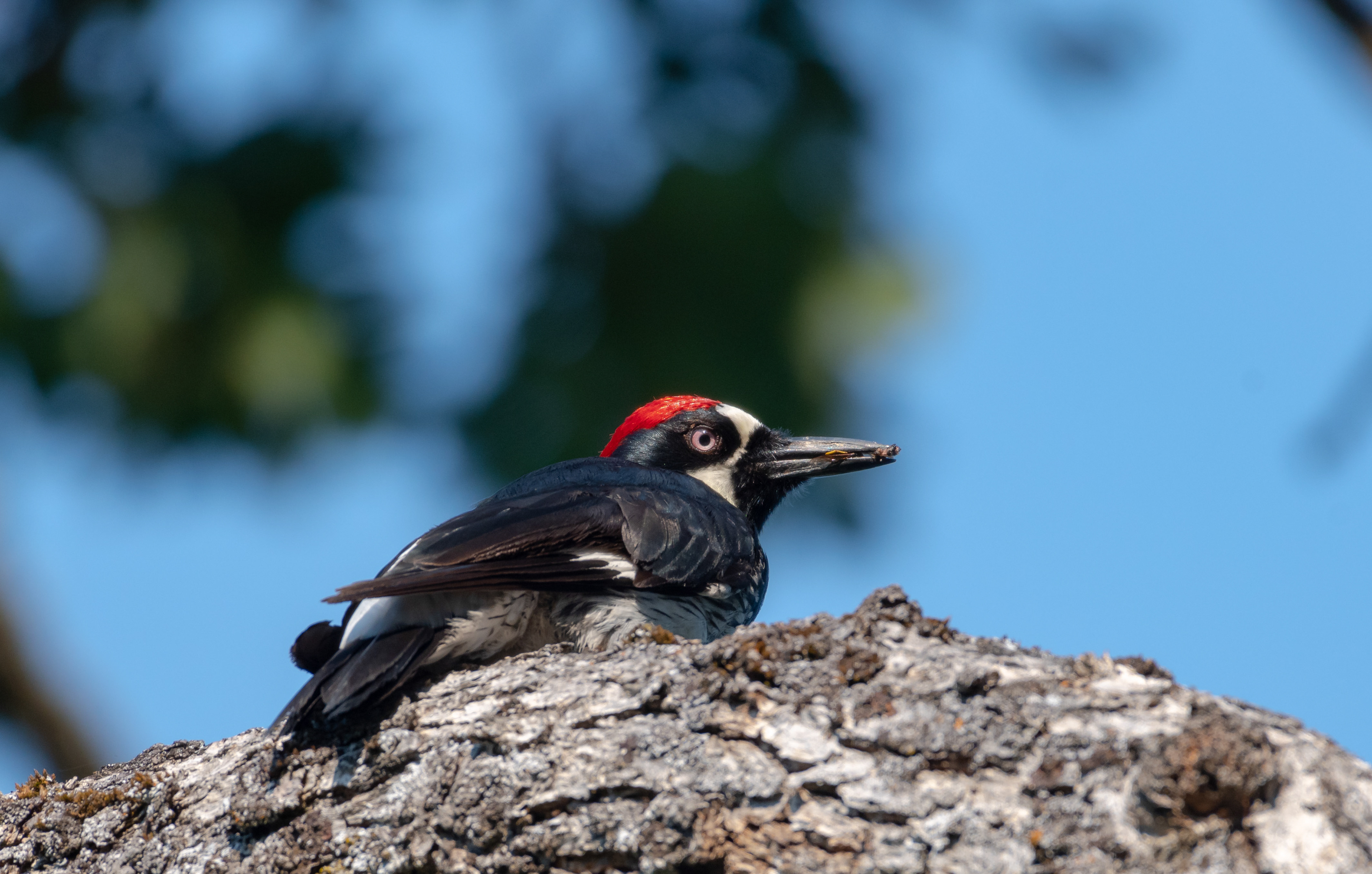 Acorn Woodpecker