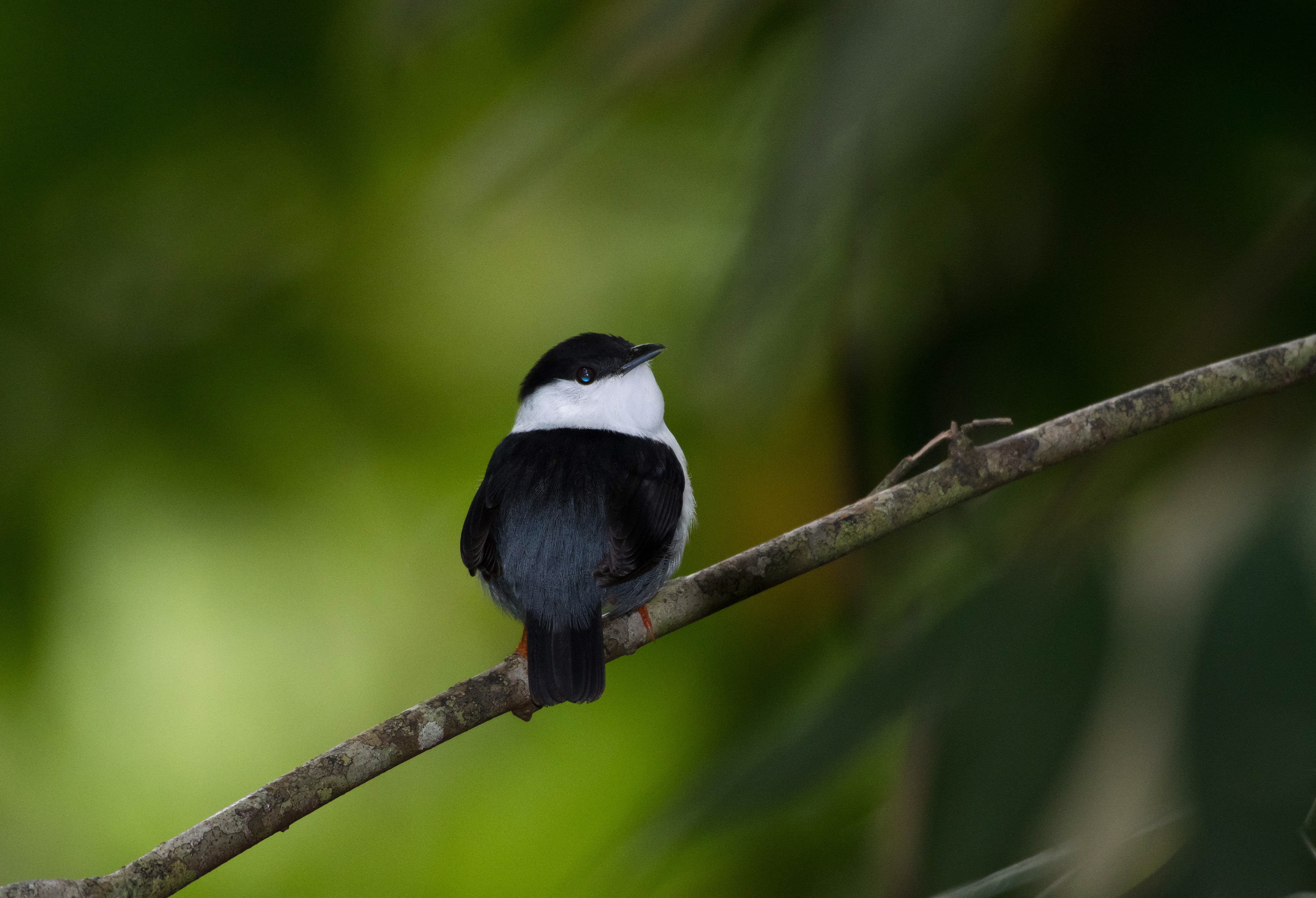 White Bearded Manakin