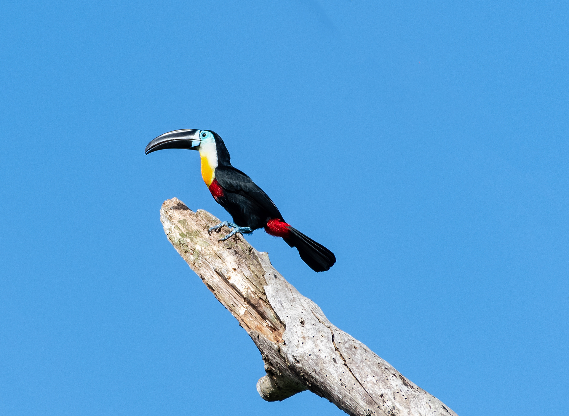 Channel-billed Toucan