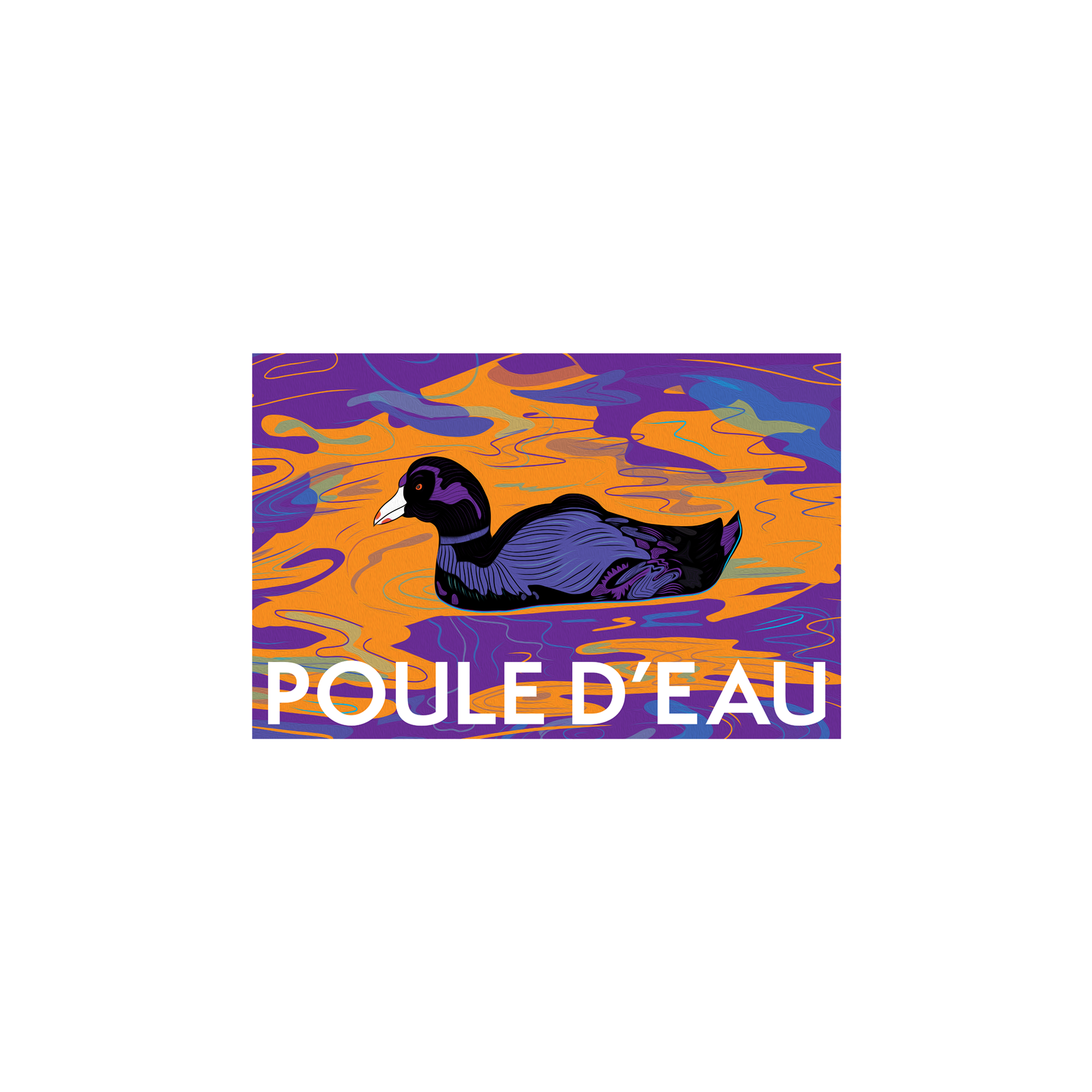 Poule d'eau (Coot)