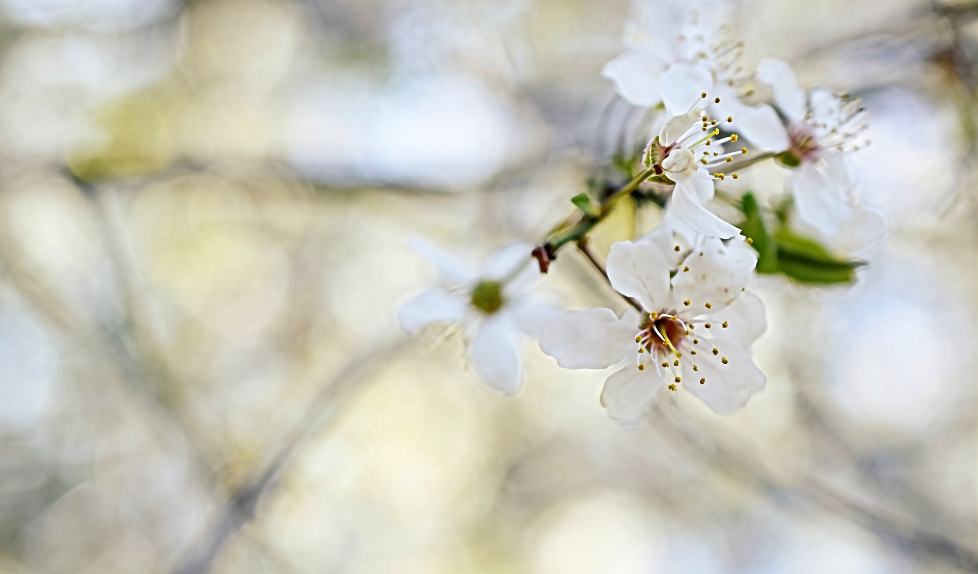 Bild von Peggy Choucair auf Pixabay